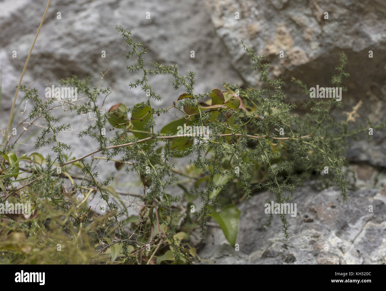 Mediterranean, Asparagus acutifolius, in spring, Croatia. Stock Photo
