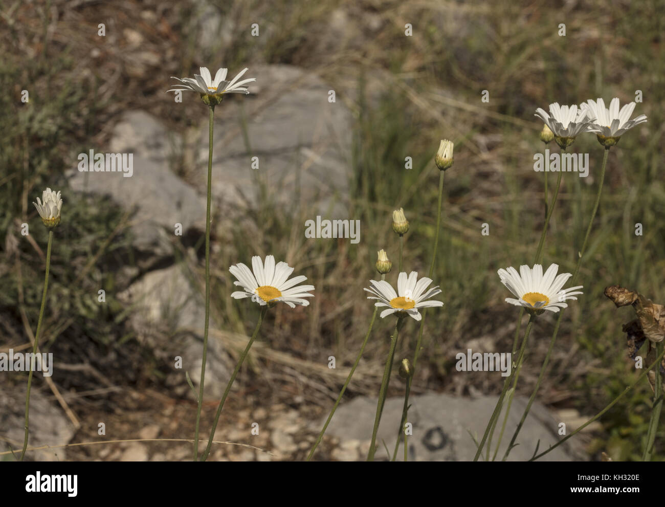 Dalmatian chrysanthemum, Tanacetum cinerariifolium, in flower. Source of pyrethrin. Croatia. Stock Photo