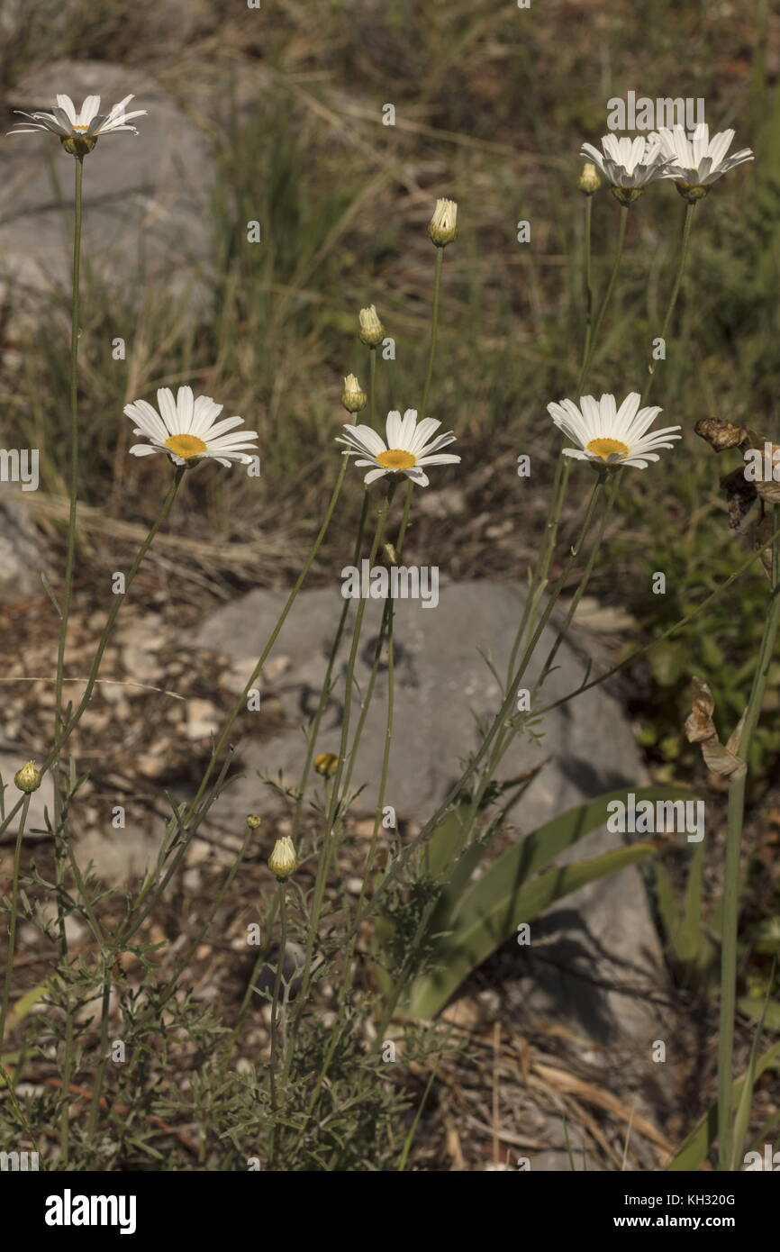 Dalmatian chrysanthemum, Tanacetum cinerariifolium, in flower. Source of pyrethrin. Croatia. Stock Photo