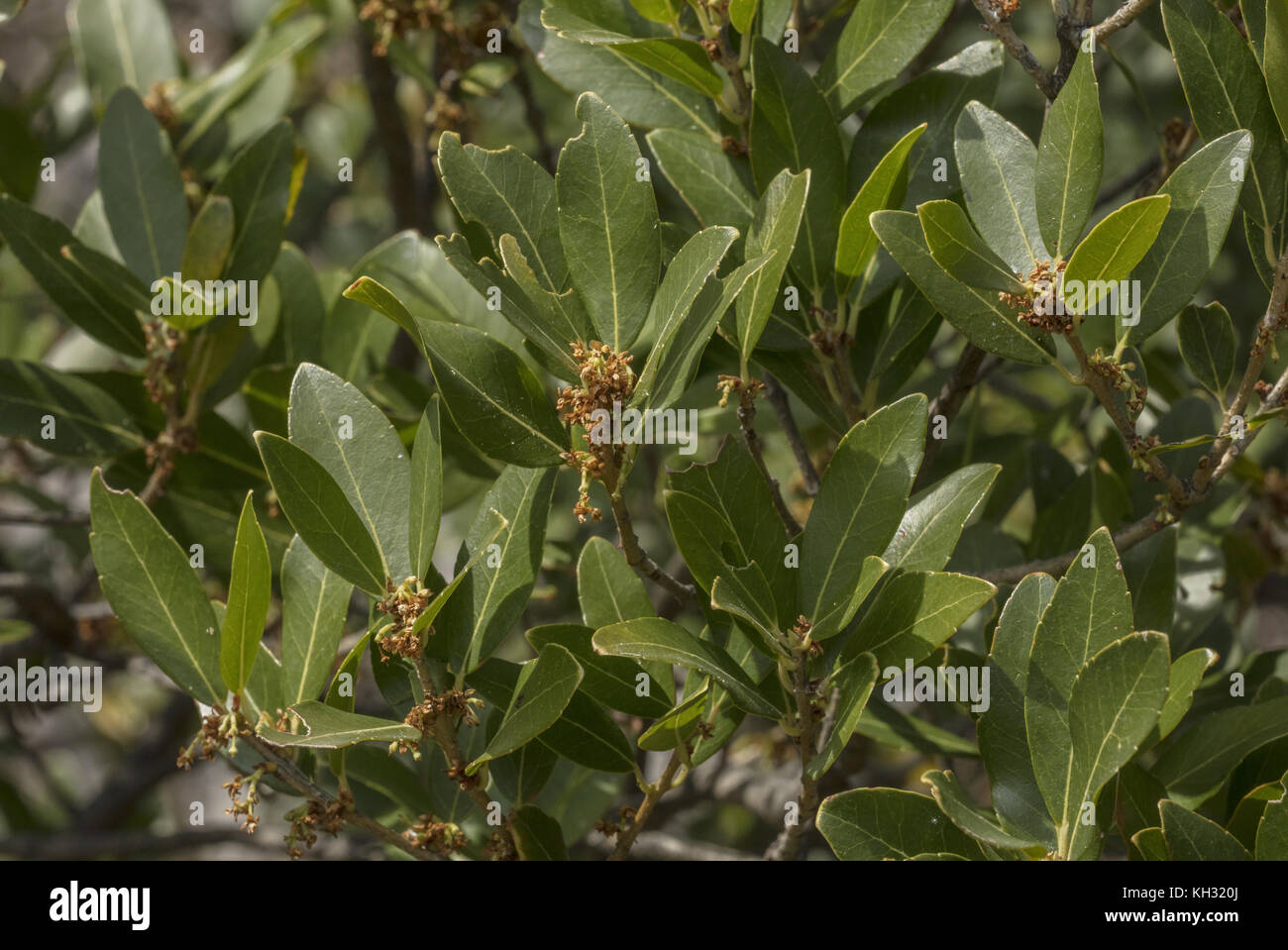 Green olive tree, Phillyrea latifolia, in flower. Croatia. Stock Photo