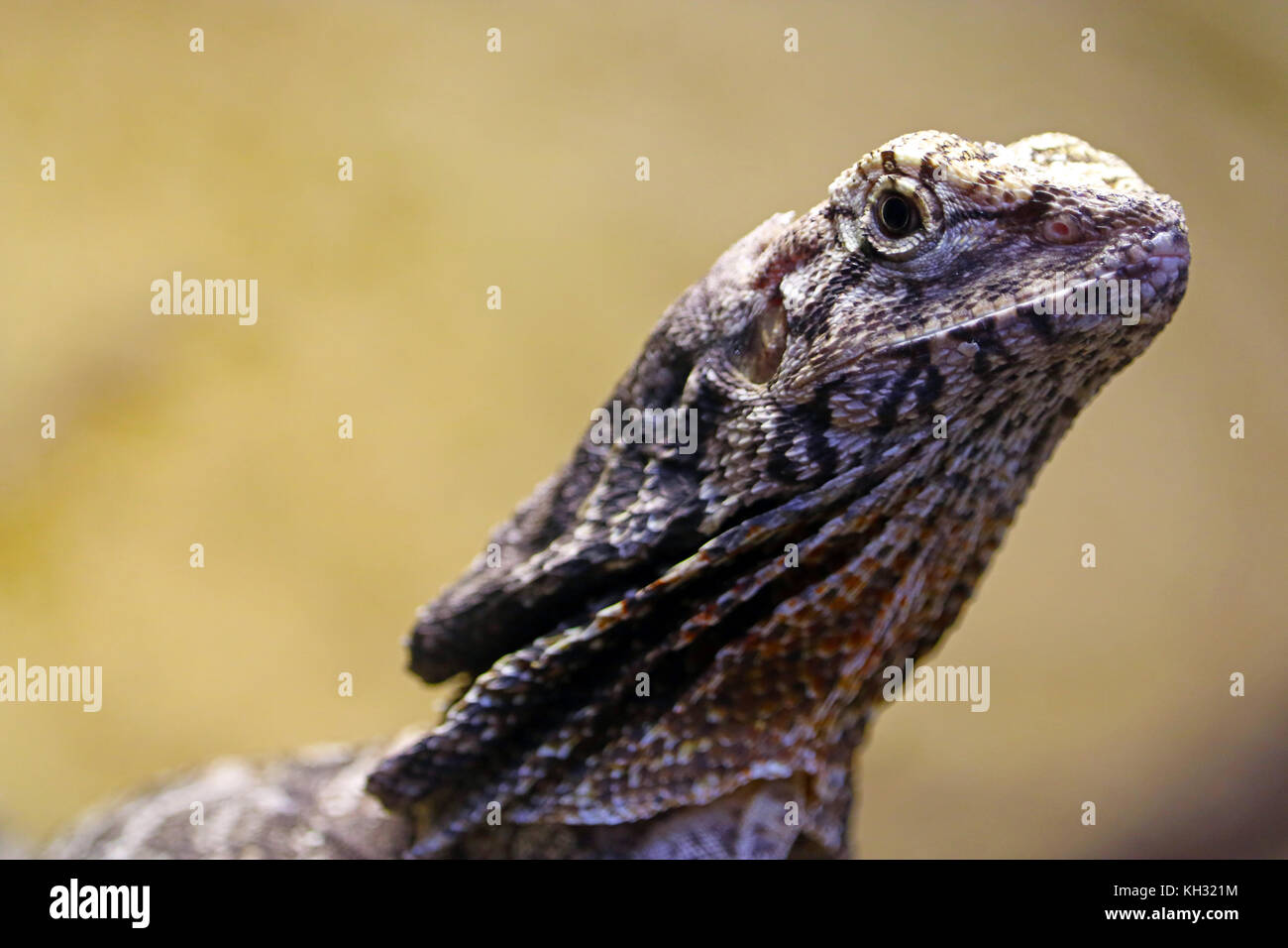 head of a frilled-necked lizard dragon Stock Photo