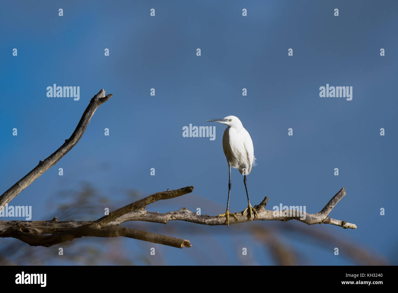 Little Egret perched on a branch, Wicksteed park Stock Photo - Alamy