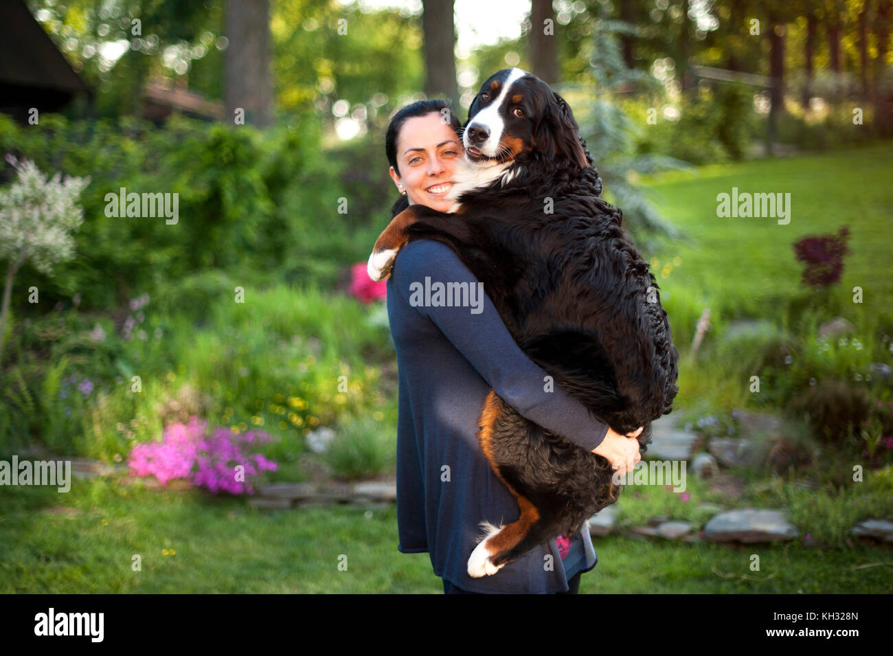 young lady carrying her Bernese Mountain Dog Stock Photo