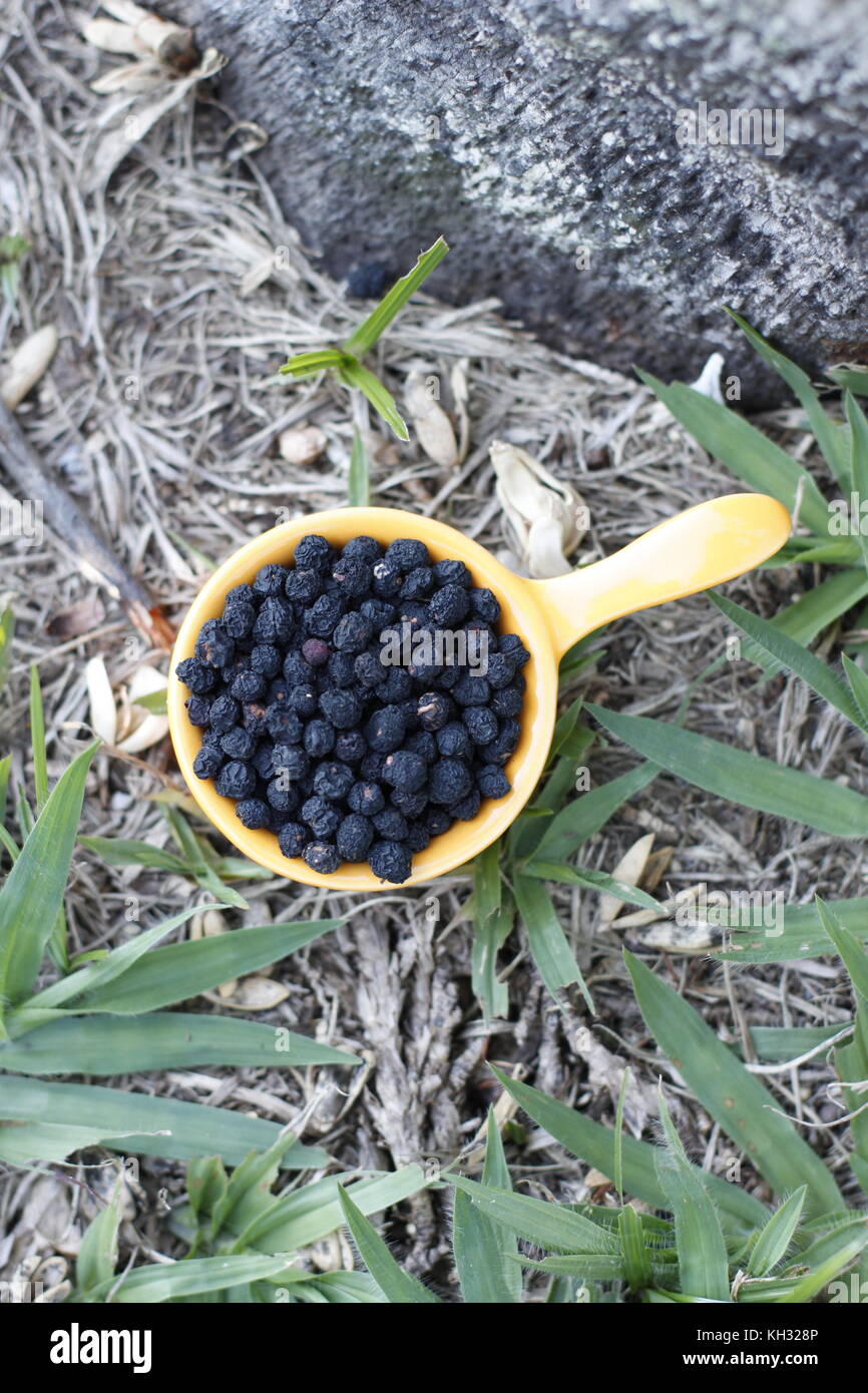 Wild tasmanian wild black pepper in a yellow bowl on grass Stock Photo
