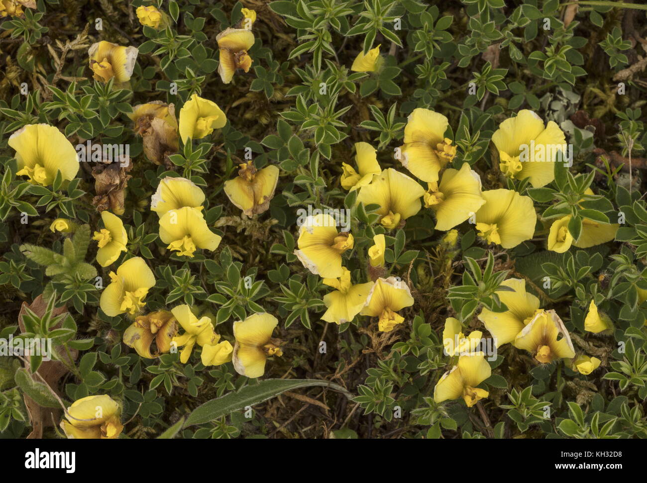 Hairy Broom, Cytisus hirsutus subsp. polytrichus in flower, north Croatia. Stock Photo