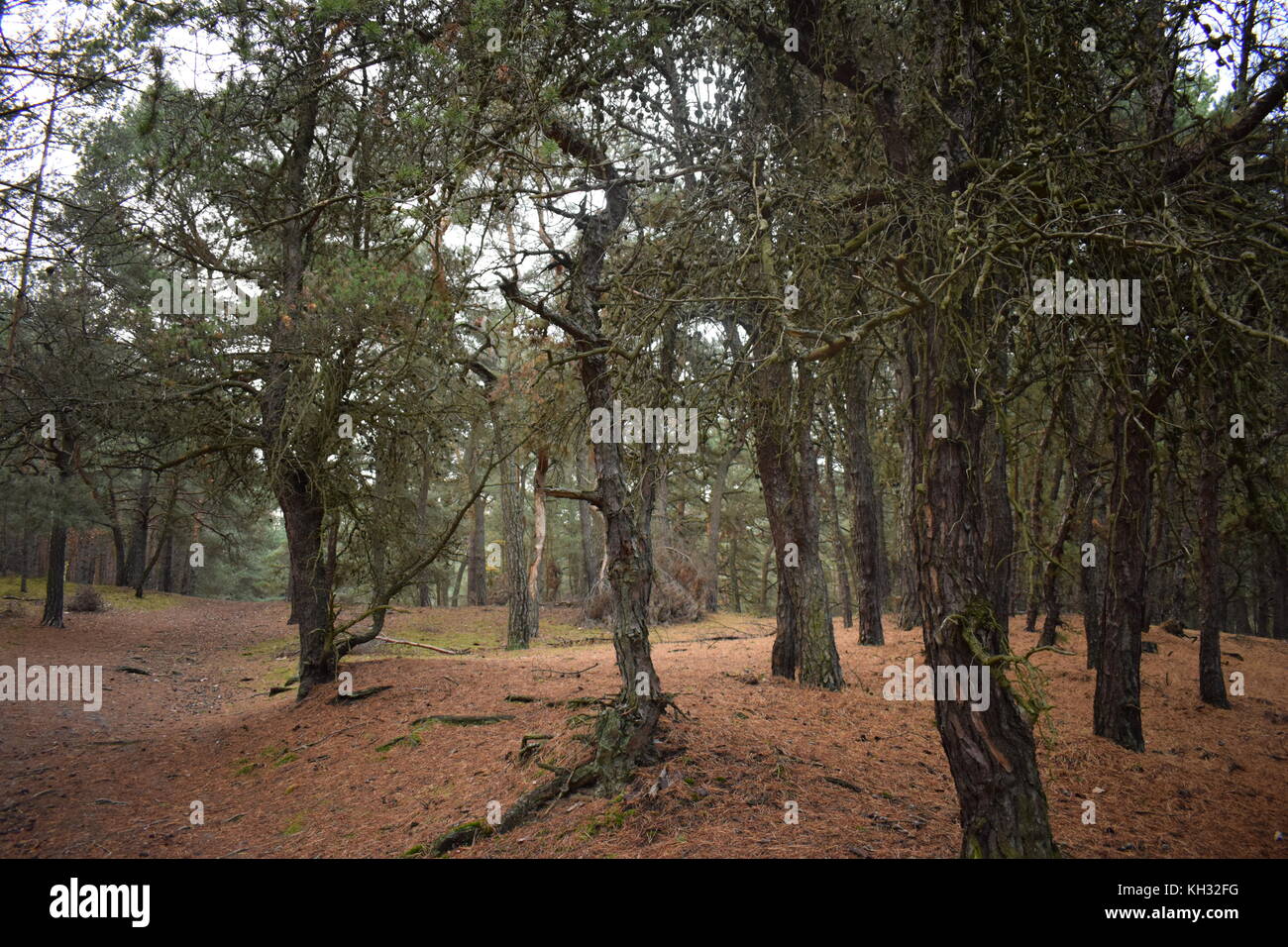 The soul of the forest Stock Photo Alamy