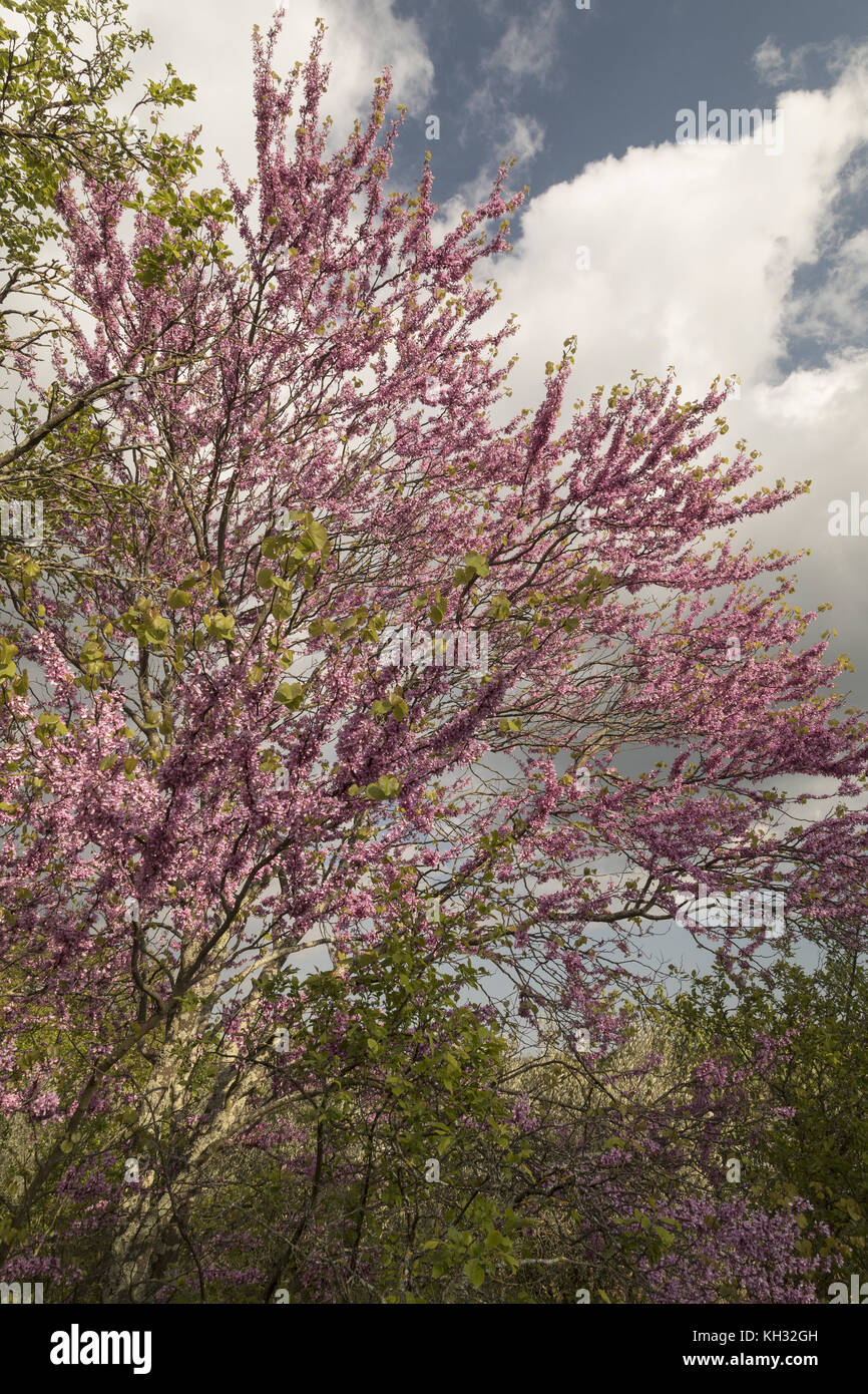 Judas tree, Cercis siliquastrum, in full flower in spring, Istria, Croatia. Stock Photo