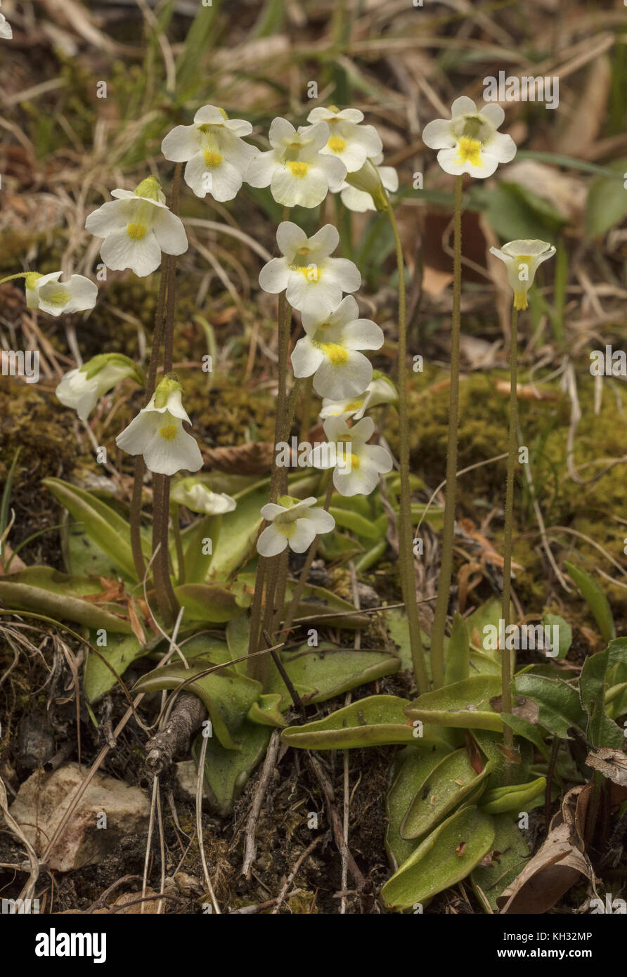 Alpine butterwort, Pinguicula alpina in flower in spring, in the Julian Alps, Slovenia. Stock Photo