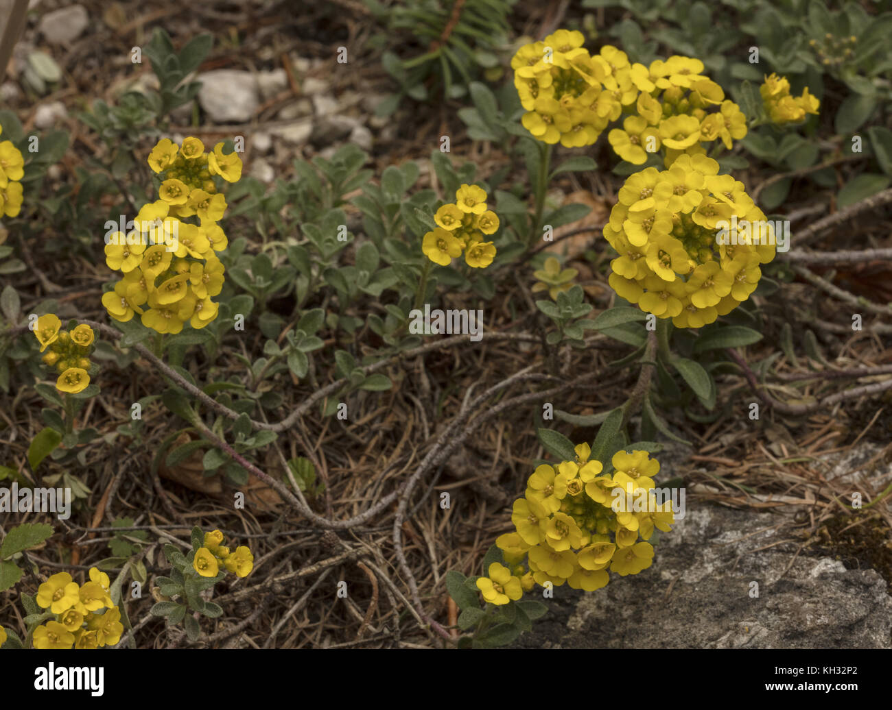 Alyssum blooms hi-res stock photography and images - Alamy