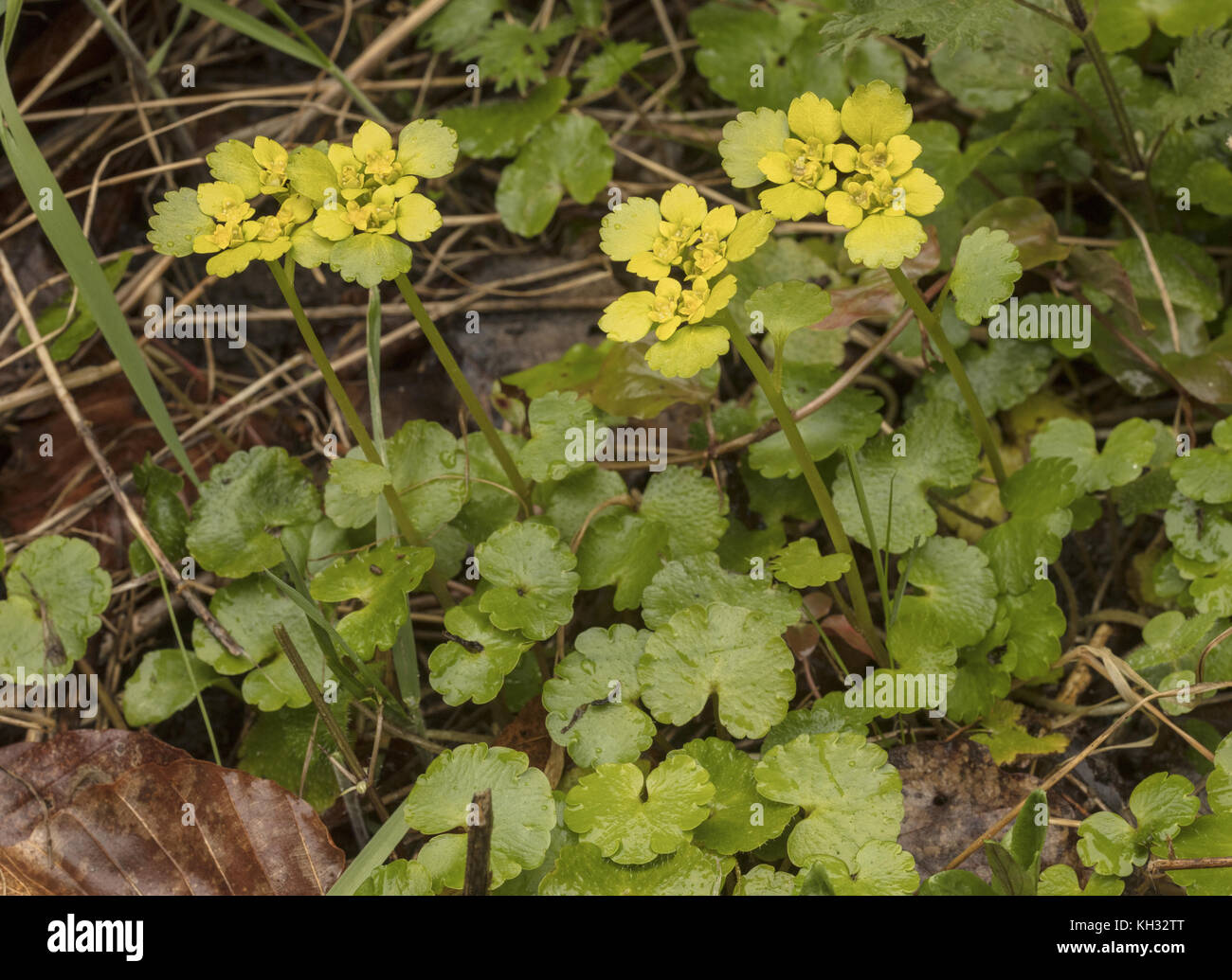 Alternate-leaved golden-saxifrage, Chrysosplenium alternifolium in flower in damp flush, spring. Stock Photo