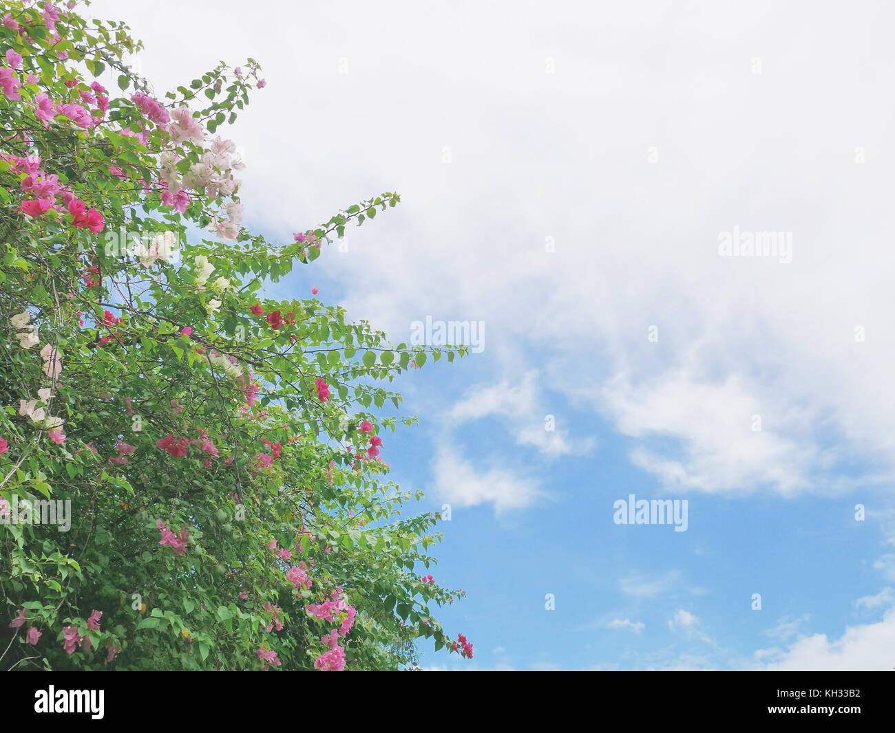 Bougainvillea tree with pink and white flower-like spring leaves from frog eye view with blue sky and white clouds as background. Bougainvillea is tho Stock Photo