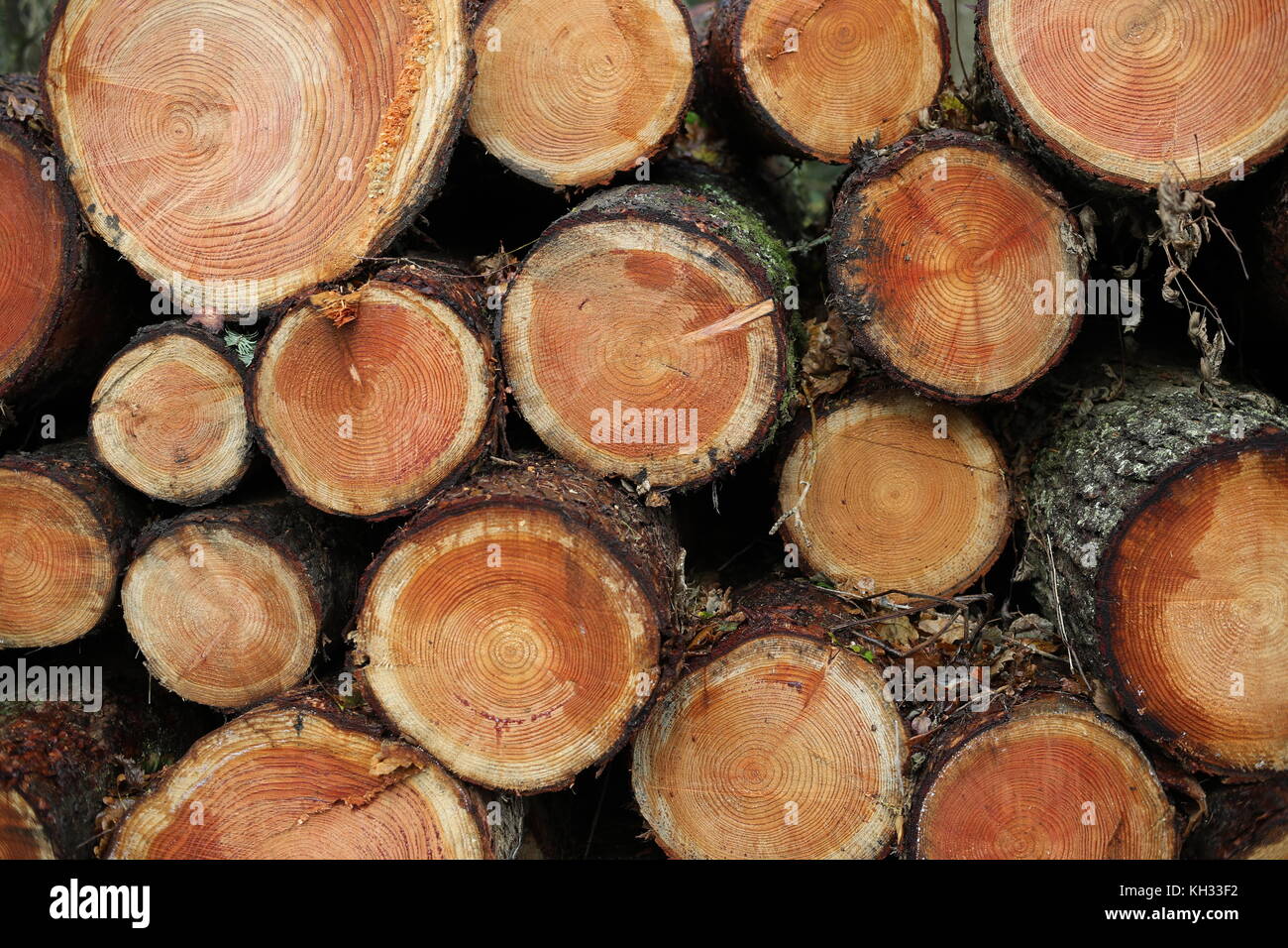 Ends of sawn logs in a timber stack awaiting collection at Park Wood, Parkmill, Gower Stock Photo