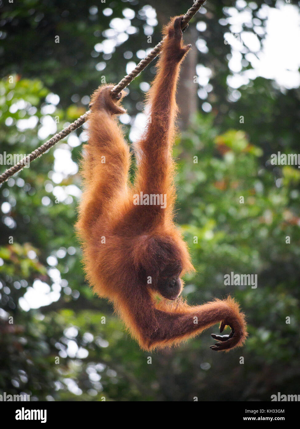 Bornean Orangutan (Pongo pygmaeus) hanging from cable at Orangutan Rehabilitation Centre, Sepilok, Sabah, Borneo, Malaysia Stock Photo