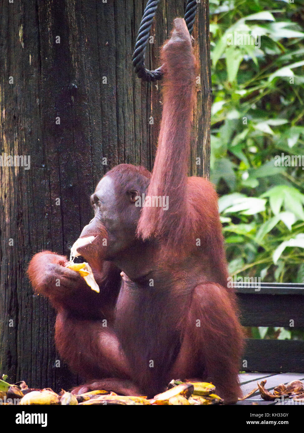 Male Bornean Orangutan (Pongo pygmaeus) at feeding platform at Orangutan Rehabilitation Centre, Sepilok, Sabah, Borneo, Malaysia Stock Photo