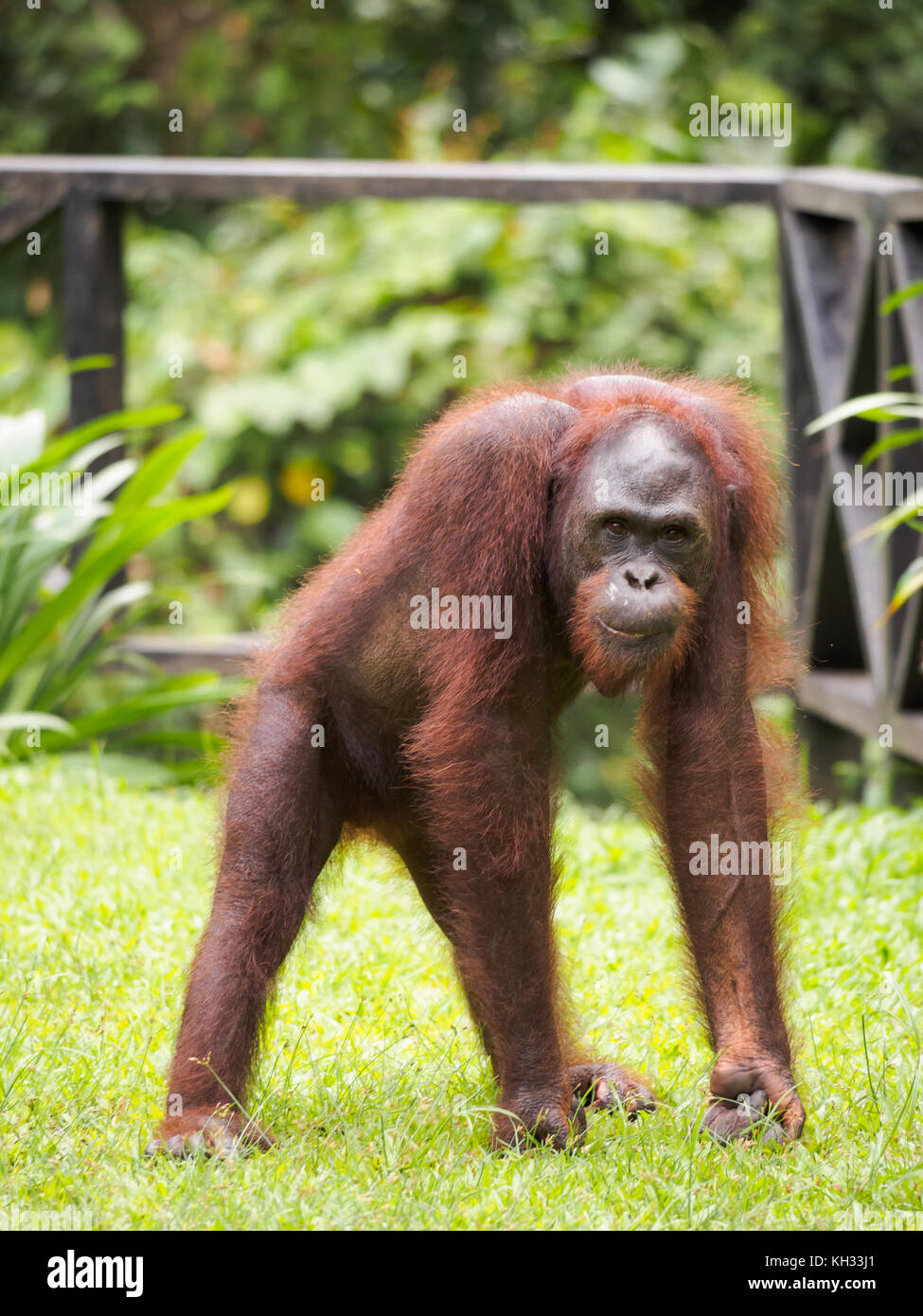 Bornean Orangutan (Pongo pygmaeus) at Orangutan Rehabilitation Centre, Sepilok, Sabah, Borneo, Malaysia Stock Photo