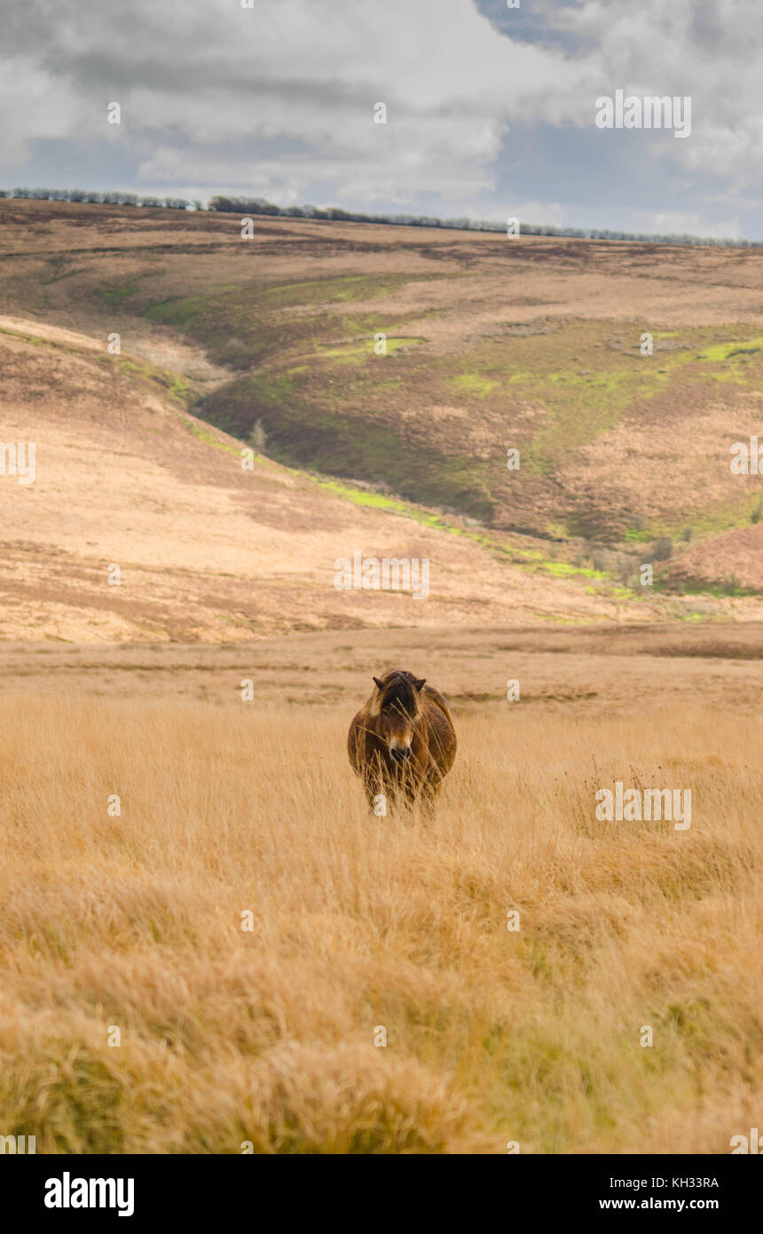 A lone Exmoor Pony on moorland in the Exford area Stock Photo
