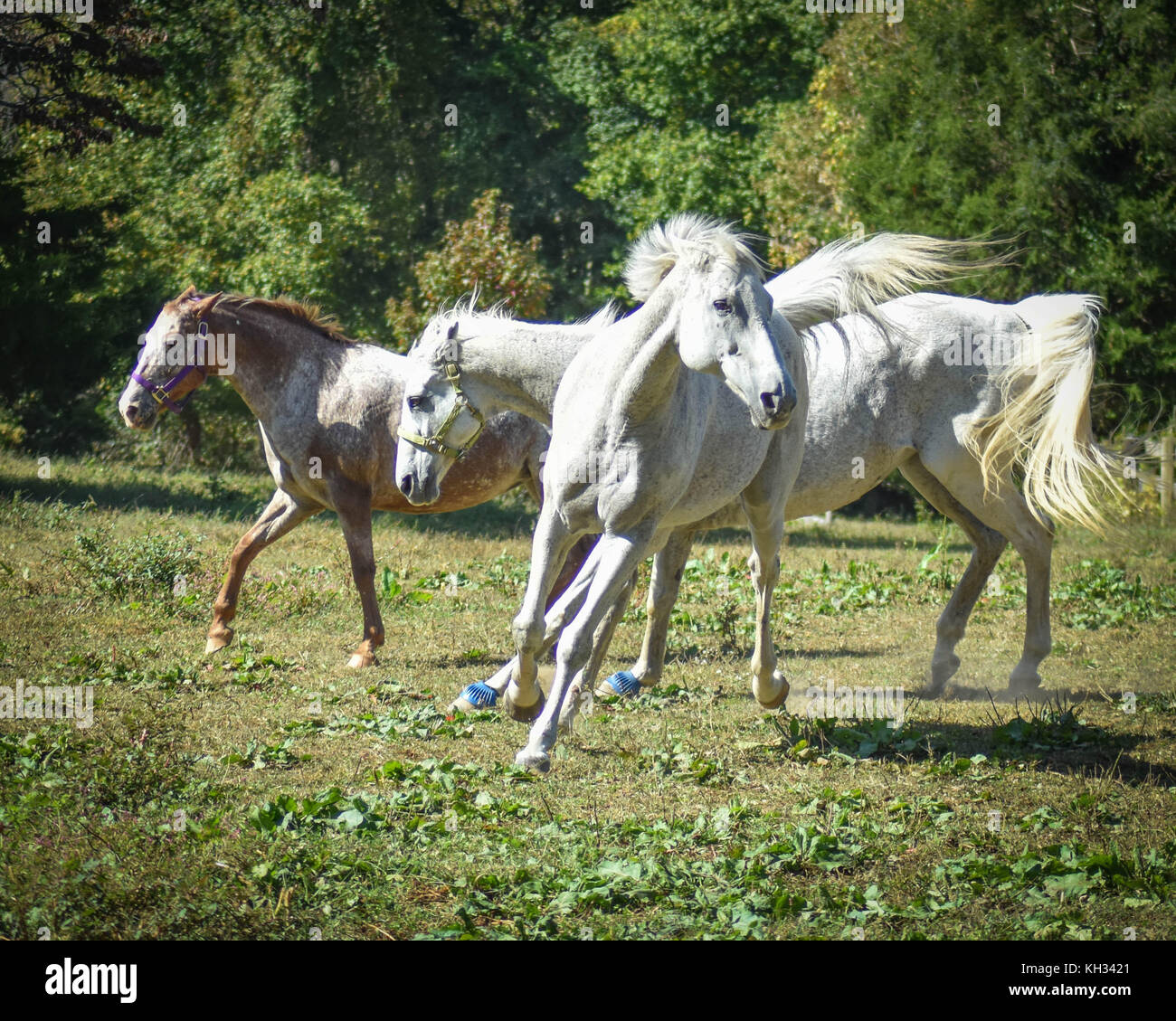 Three Horses Running on a Sunny Day Stock Photo