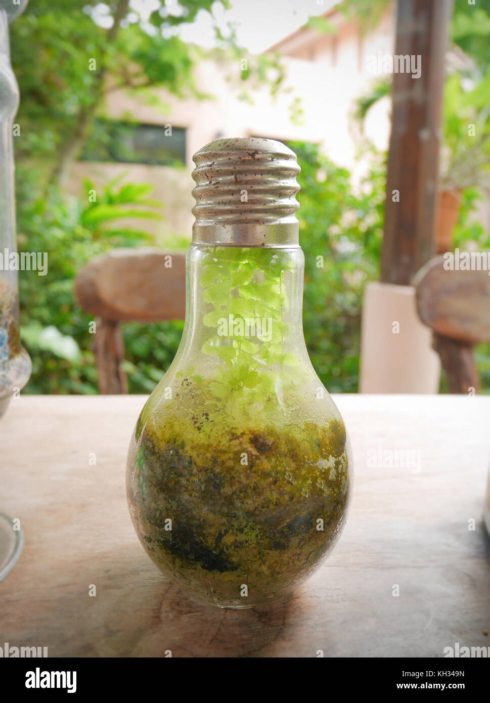 Plants terrarium in light bulb Stock Photo Alamy