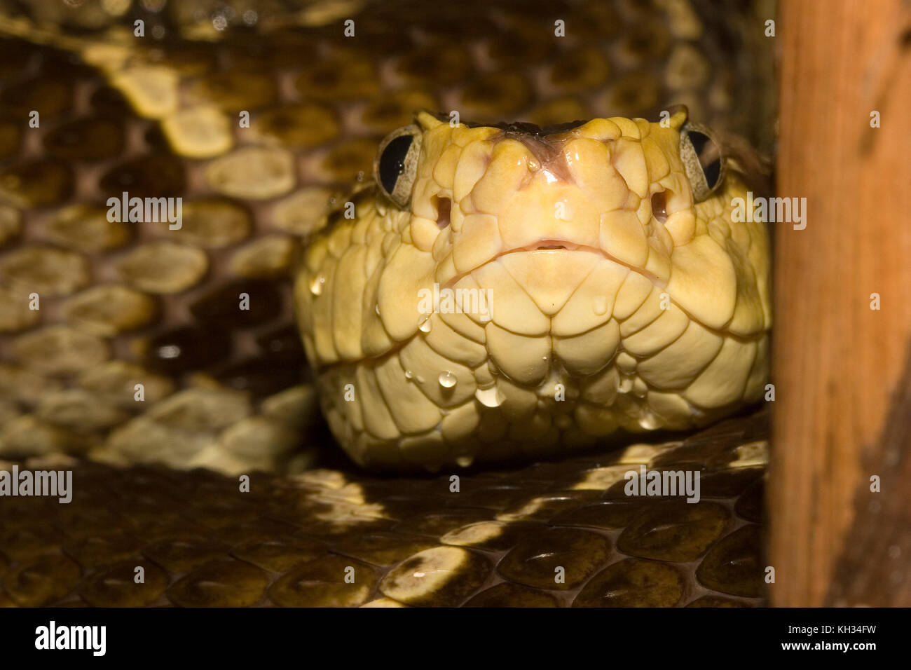 Fer De Lance Hi-res Stock Photography And Images - Alamy