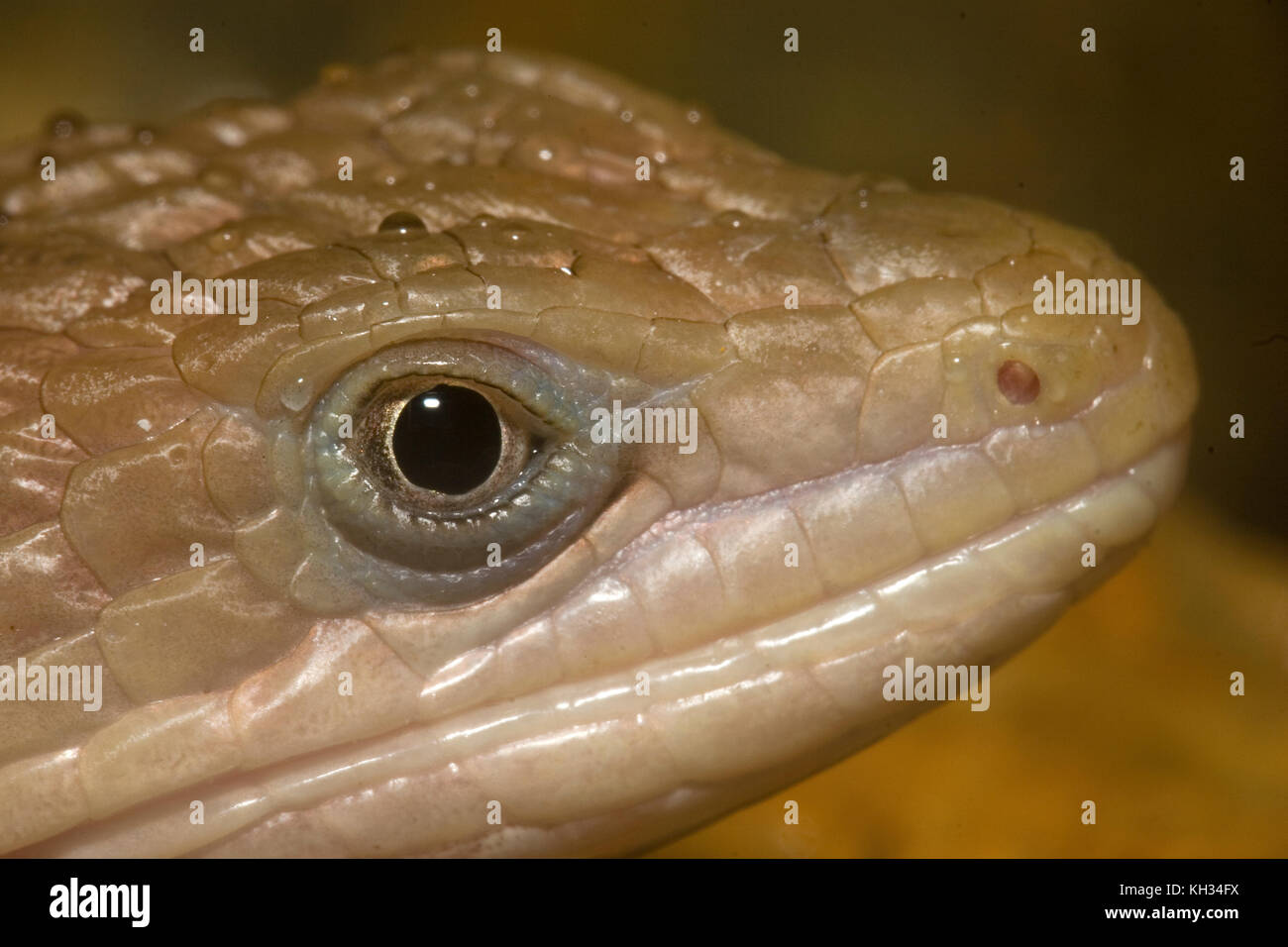 Texas Alligator Lizard, Gerrhonotus liocephalus Stock Photo