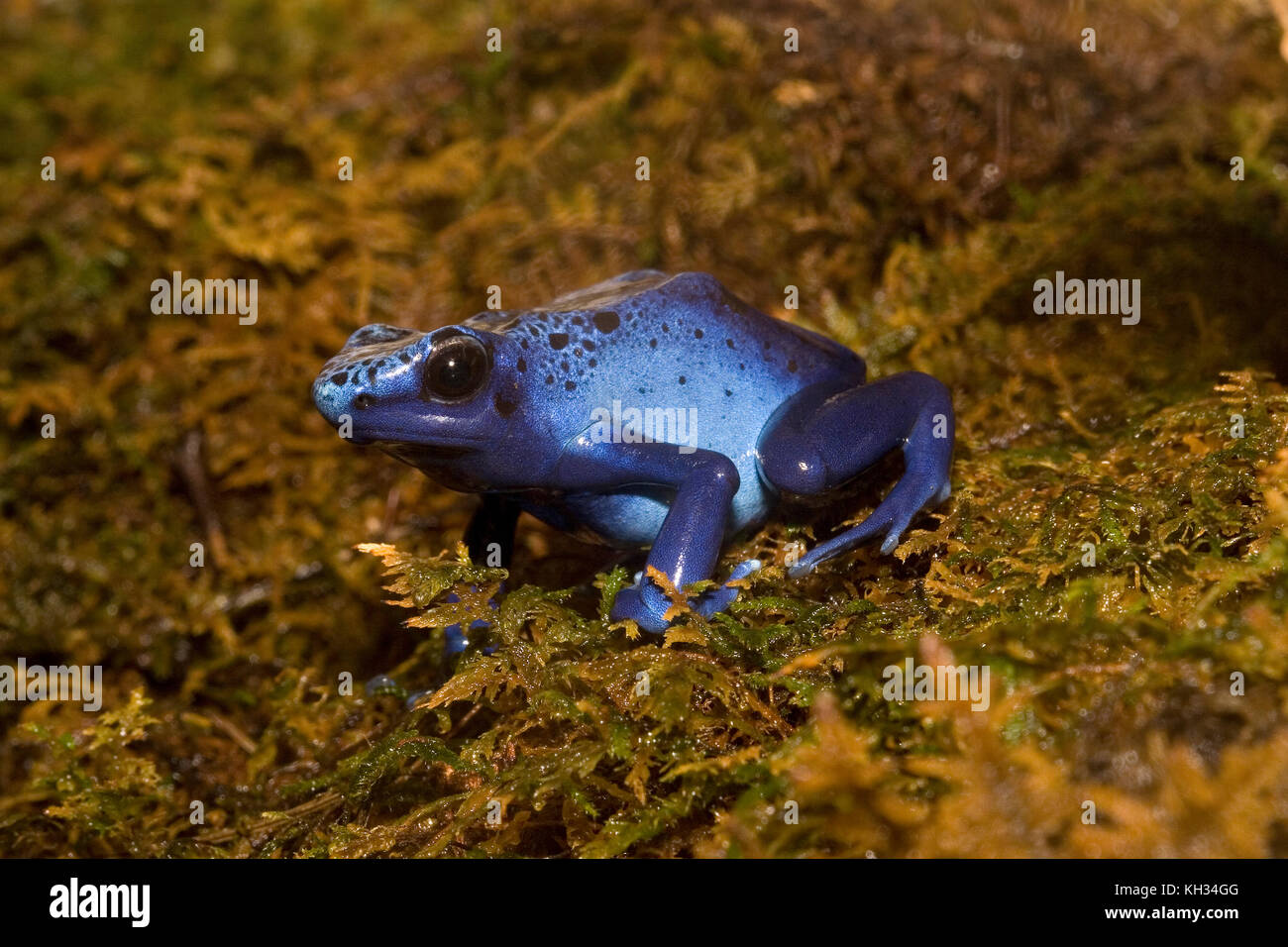 Blue Poison Dart Frog, Dendrobates azureus Stock Photo