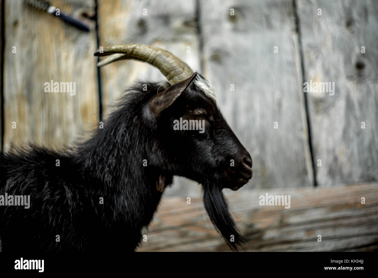 A small  billy goat on the Swiss Alps Stock Photo