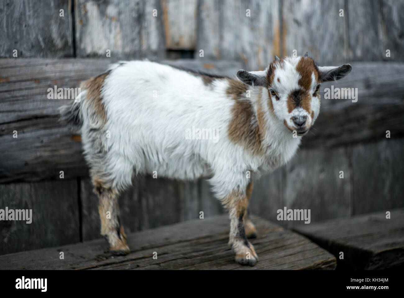A small  kid goat on the Swiss Alps Stock Photo
