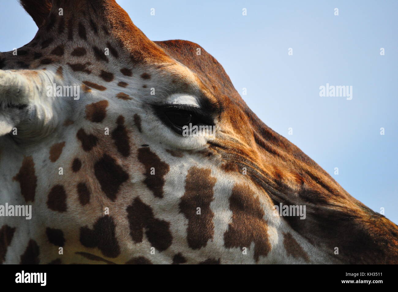Close up of a stunning giraffe, captured at Port Lympne Nature Reserve in Kent Stock Photo