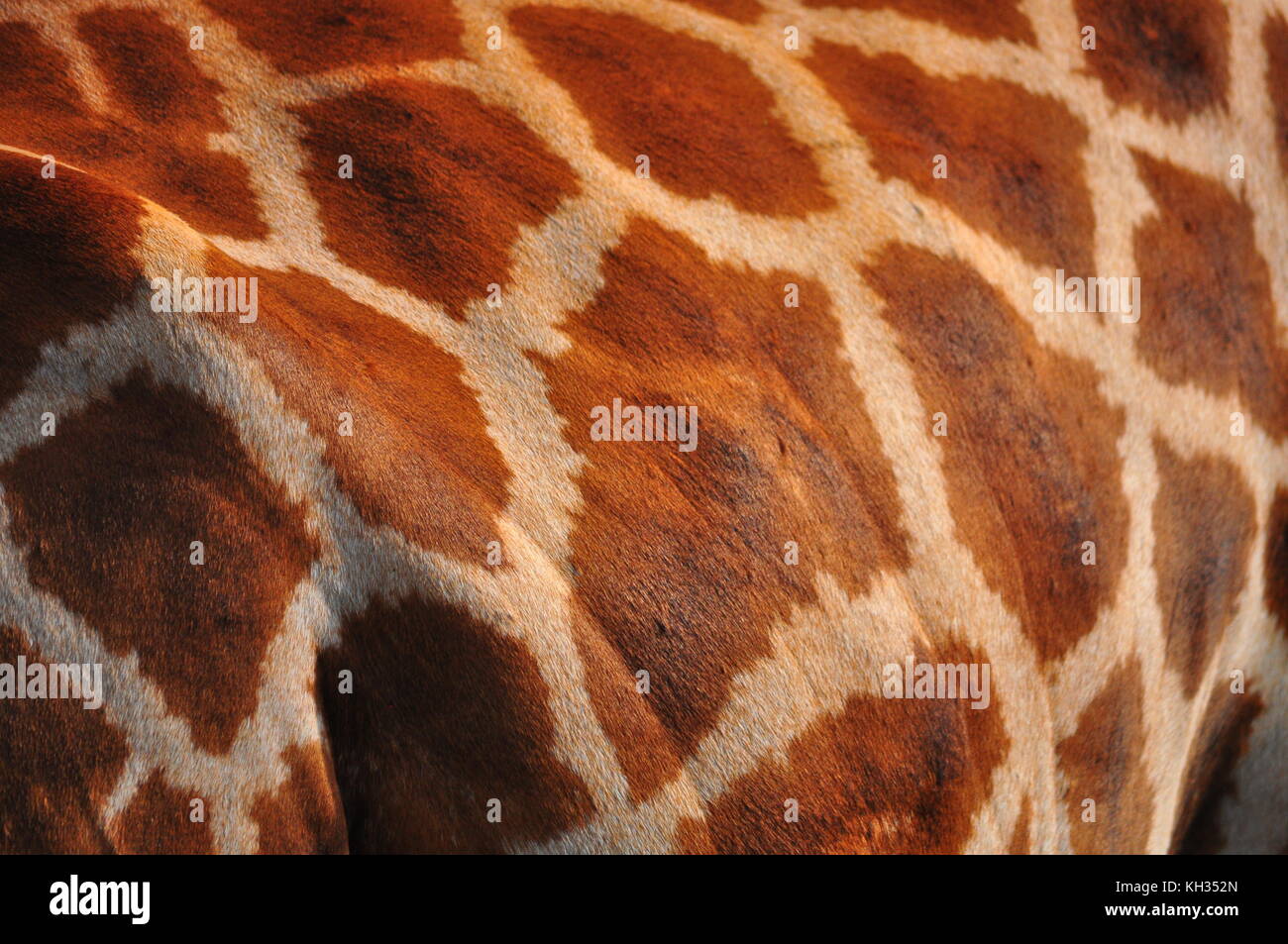 Stunning and colorful photograph of a giraffes beautiful texture and camouflage. Stock Photo