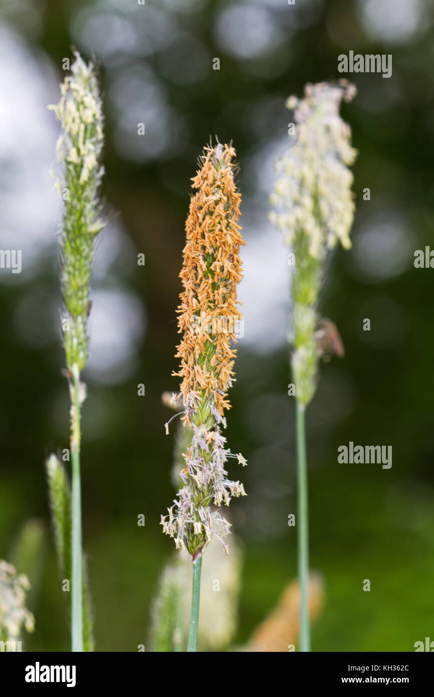 Close-up of the flowering spikelets of Meadow foxtail grass Stock Photo