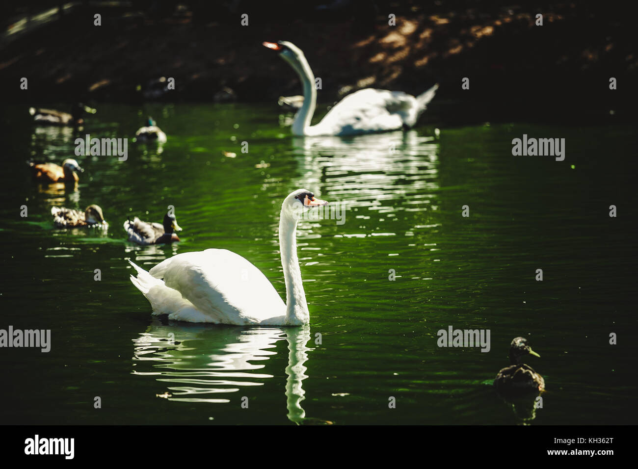 White swan on foreground, ducks and a variety of birds in the background Stock Photo