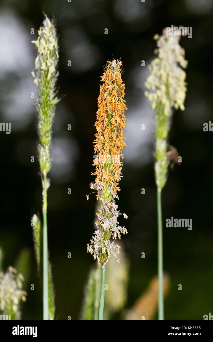 Close-up of the flowering spikelets of Meadow foxtail grass Stock Photo