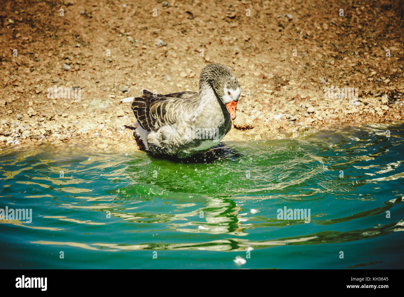 Brown duck splashing water in circles Stock Photo