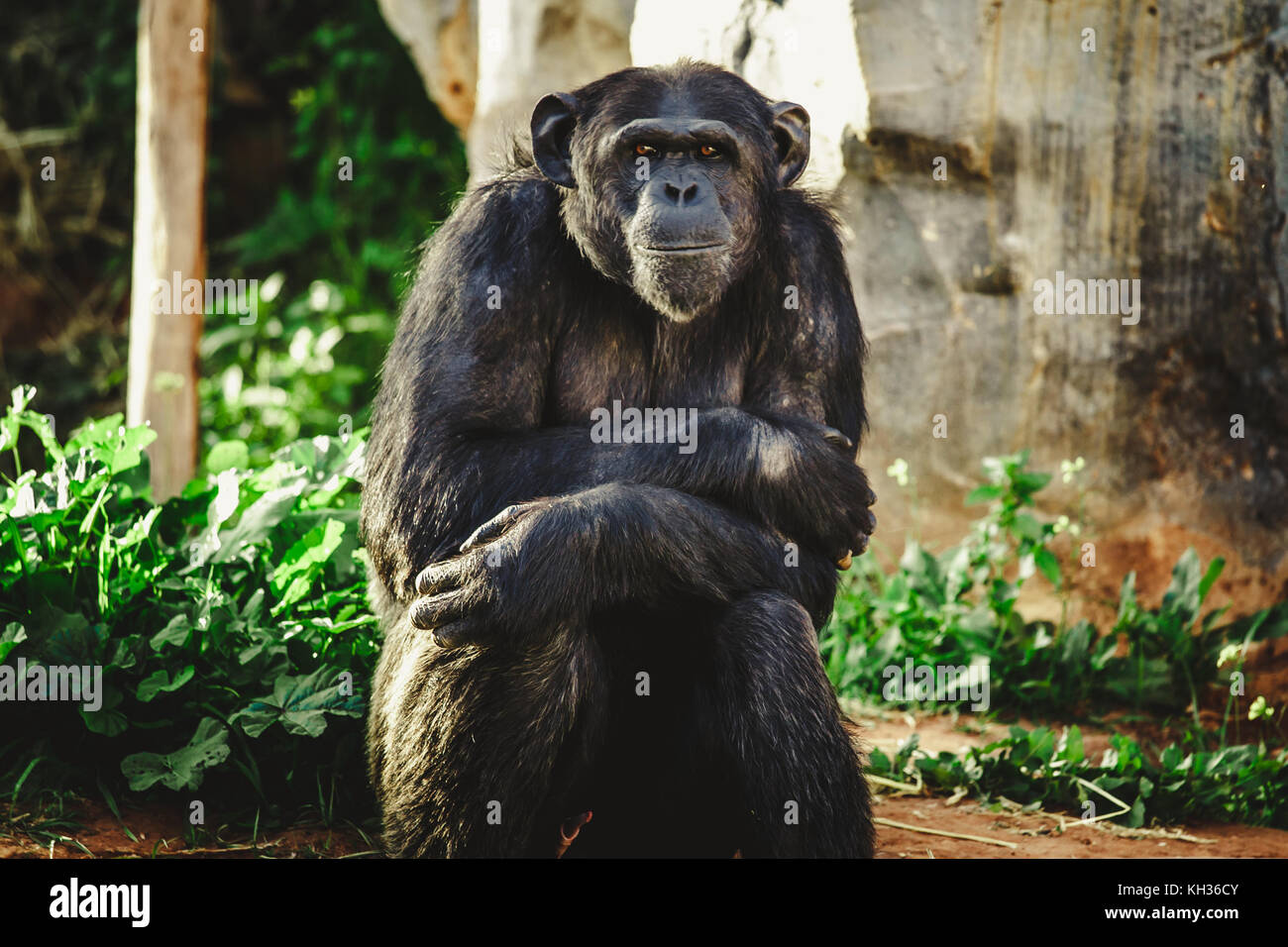 Chimpanzee in captivity smiling to the camera Stock Photo