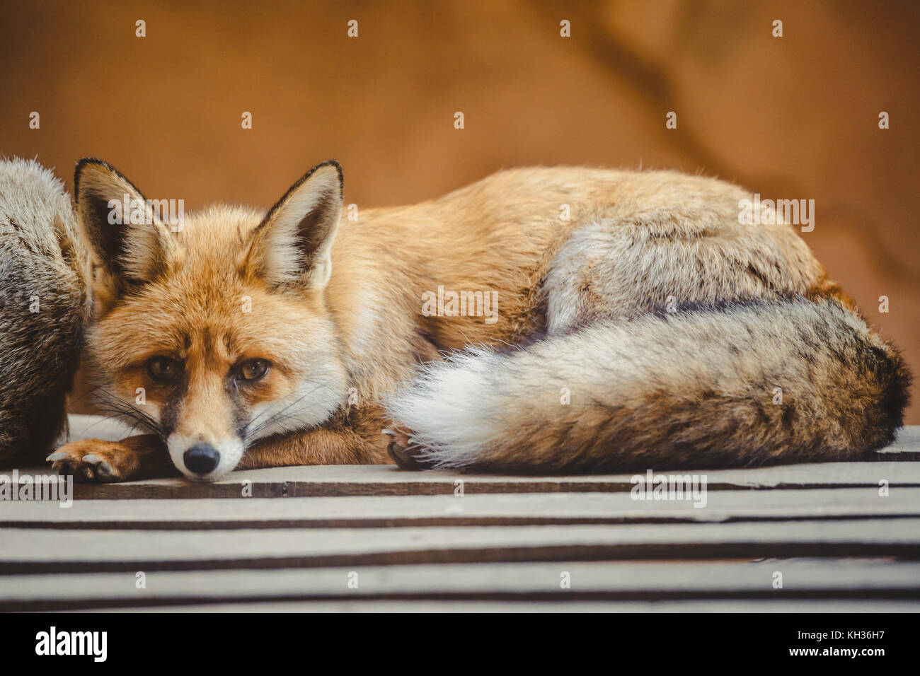 Furry young red fox lying down in Rabat Zoo Stock Photo