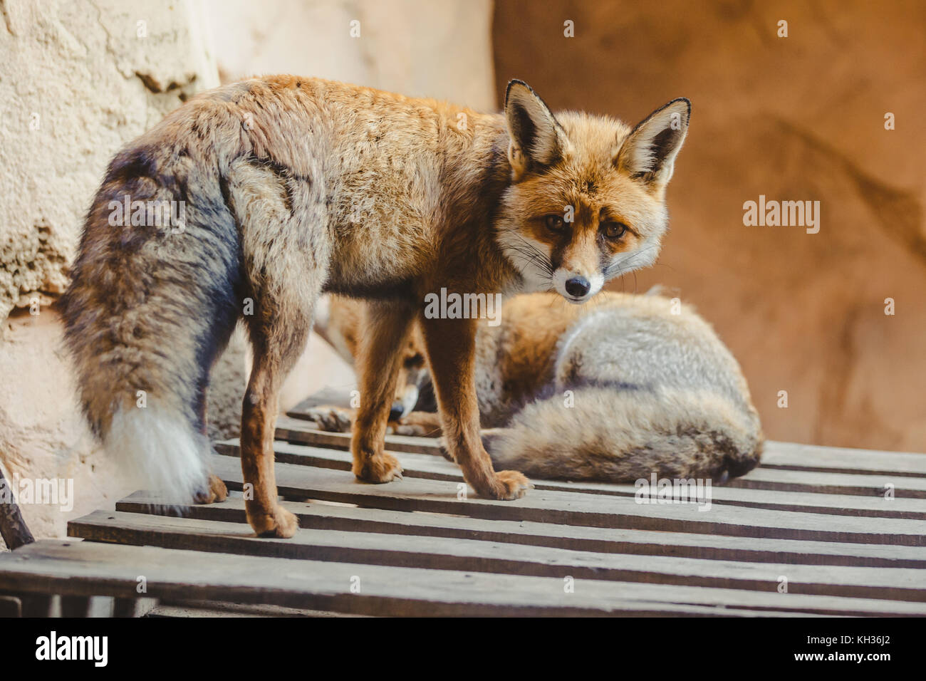 Furry young red fox in captivity in Rabat Zoo Stock Photo