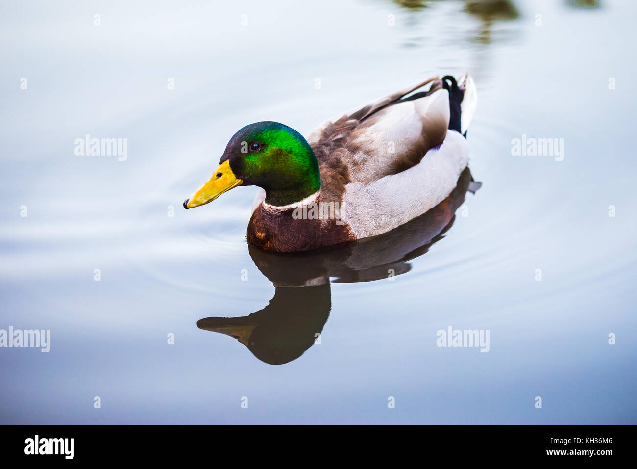 Mallard duck swims serenely in a lake leaving its reflection on the water Stock Photo