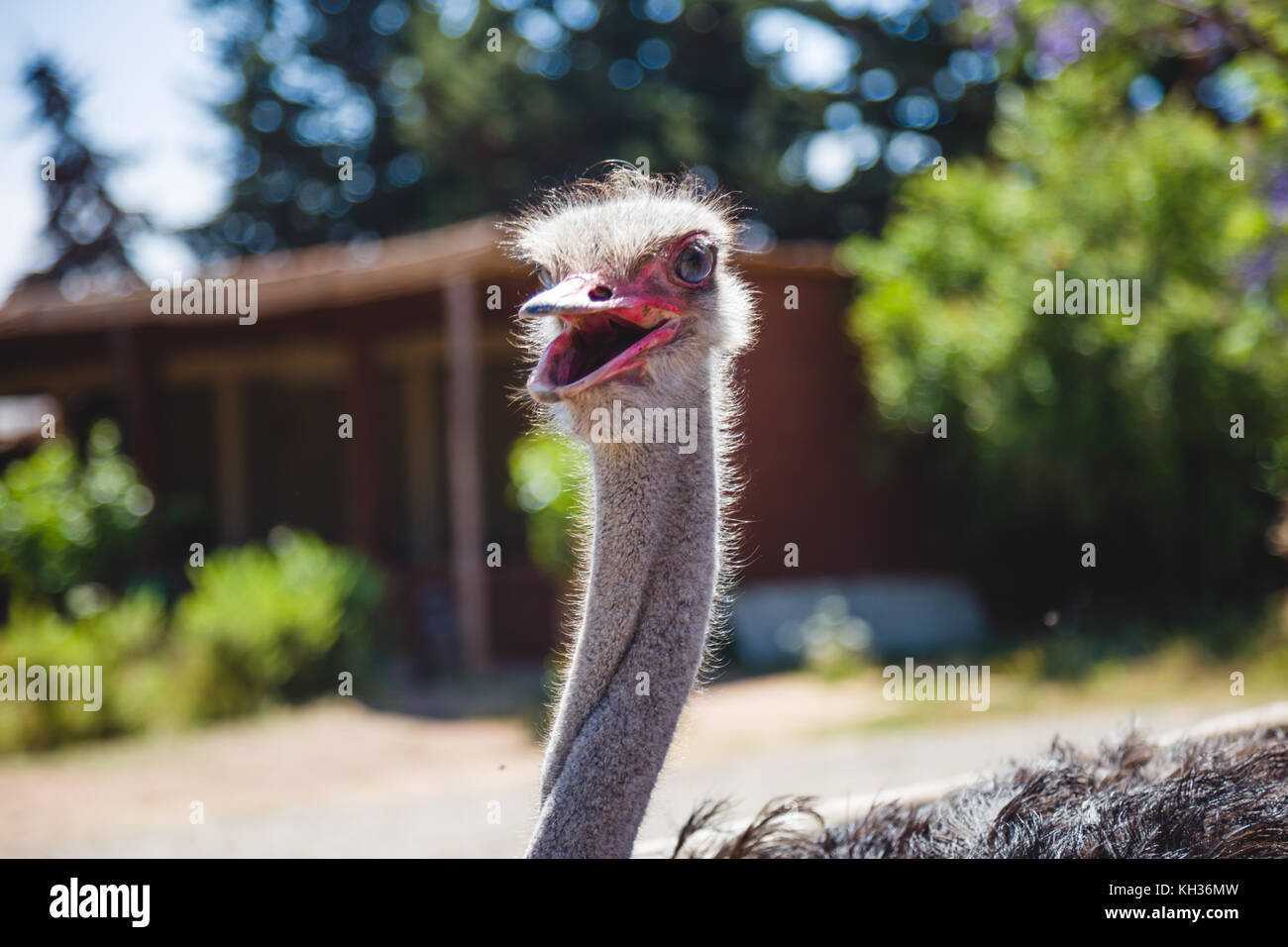 Ostrich open beak Stock Photo