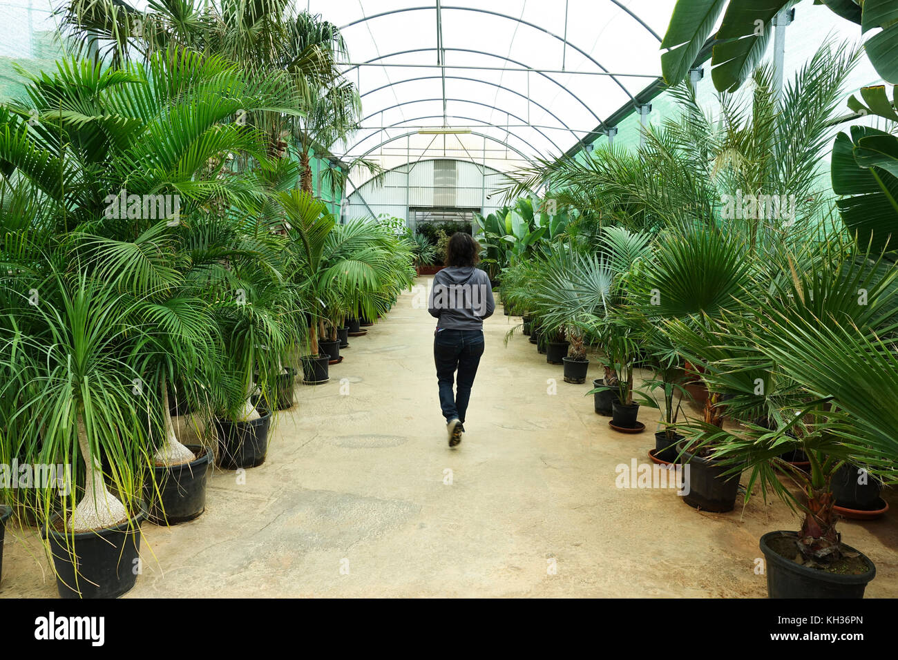 Greenhouse in Garden centre, retail plant nursery offering plants
