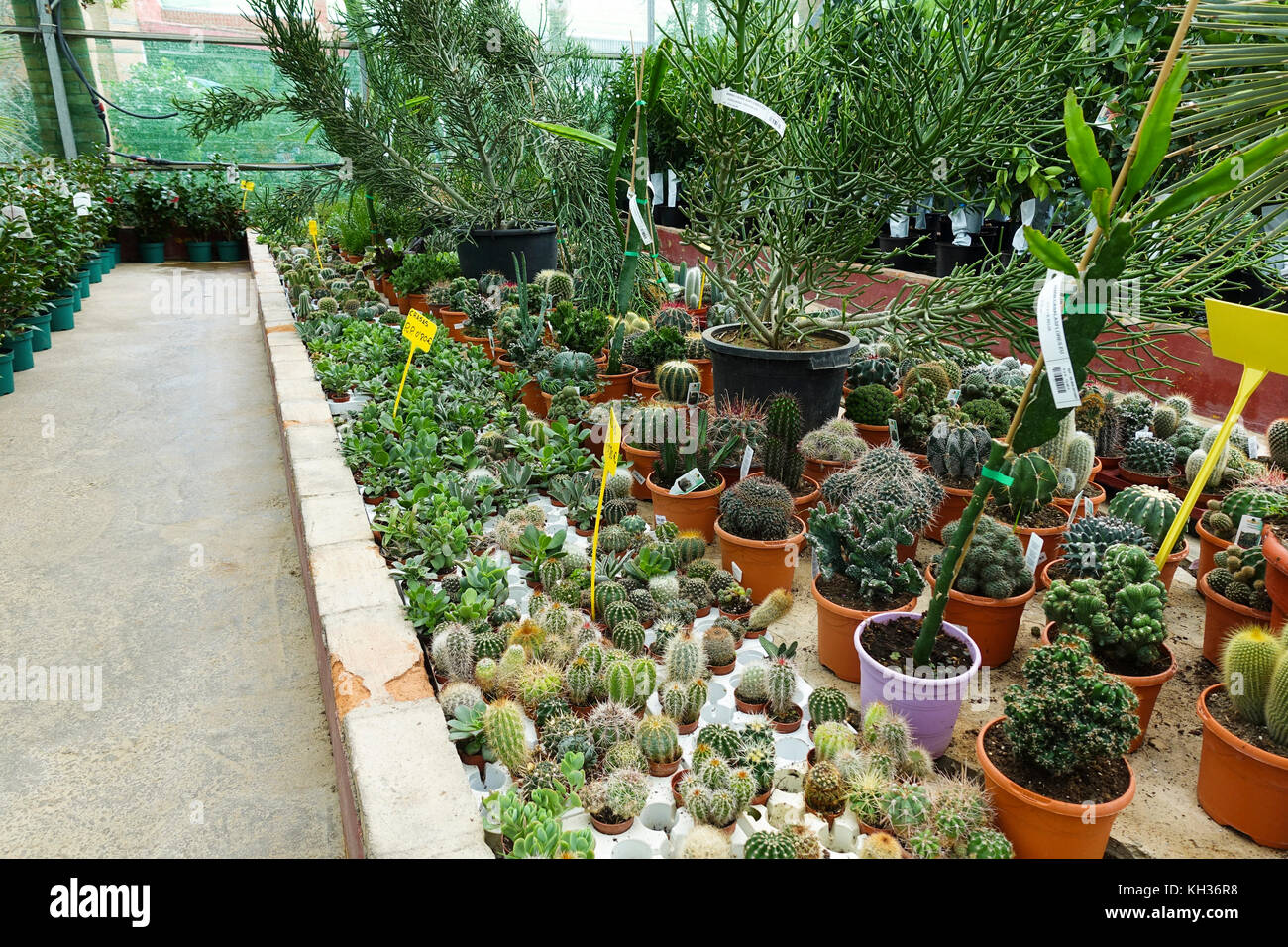 Drought tolerant plants hires stock photography and images Alamy