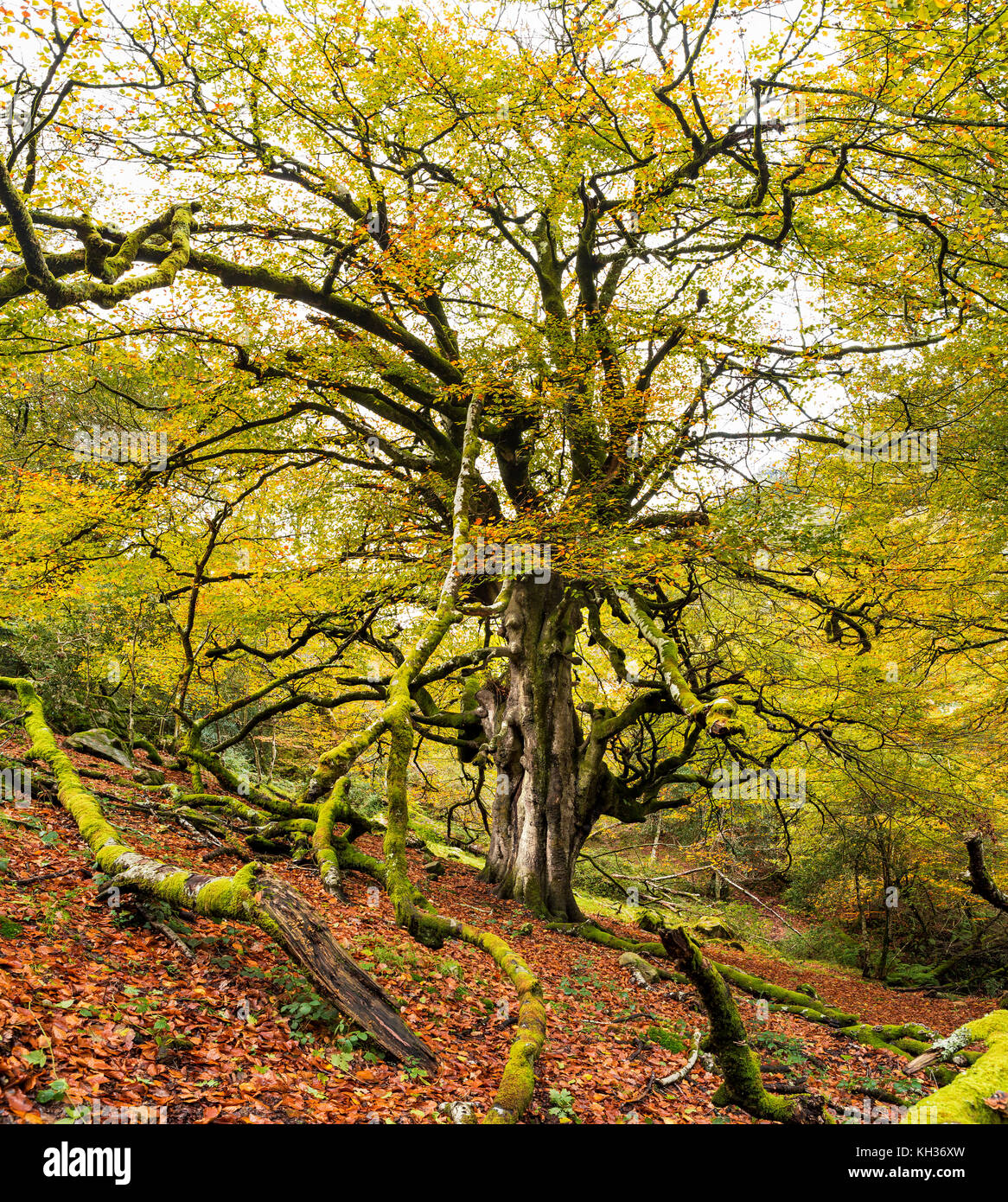 Beech Tree Hi res Stock Photography And Images Alamy