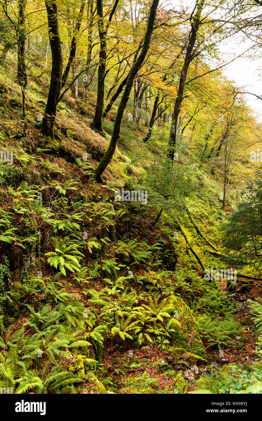 Deciduous forest in autumn with fern and dead beech trees Stock Photo