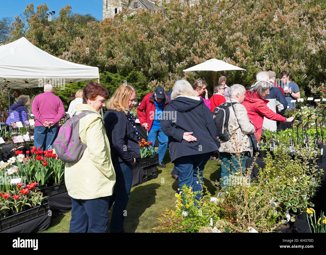 women buying plants from a garden centre sales stand at the cornwall spring flower show, boconnoc house estate, cornwall, Stock Photo