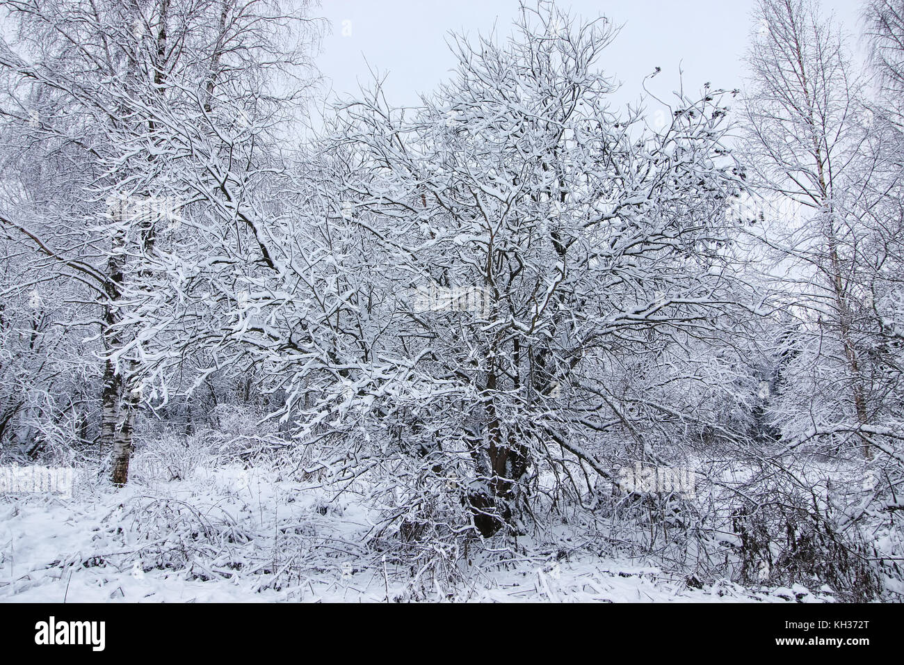 winter forest covered snow Stock Photo - Alamy