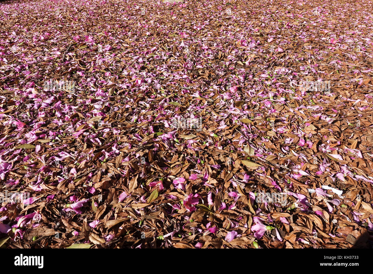 Blooming silk floss tree, Flowers covering ground of Floss silk tree, Ceiba Speciosa, Malaga, Spain. Stock Photo