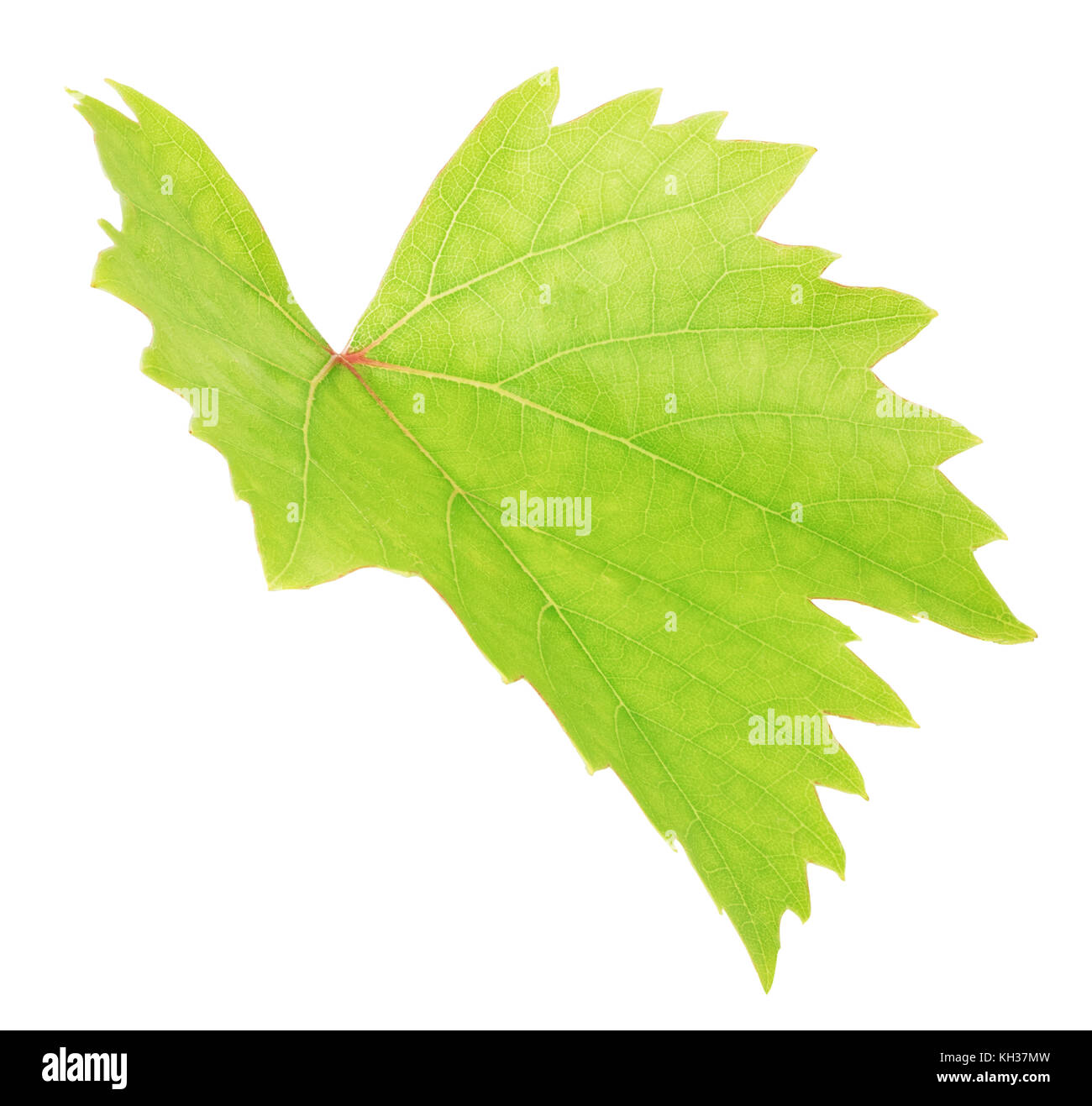 Fresh green grape leaf isolated on white background with clipping path ...