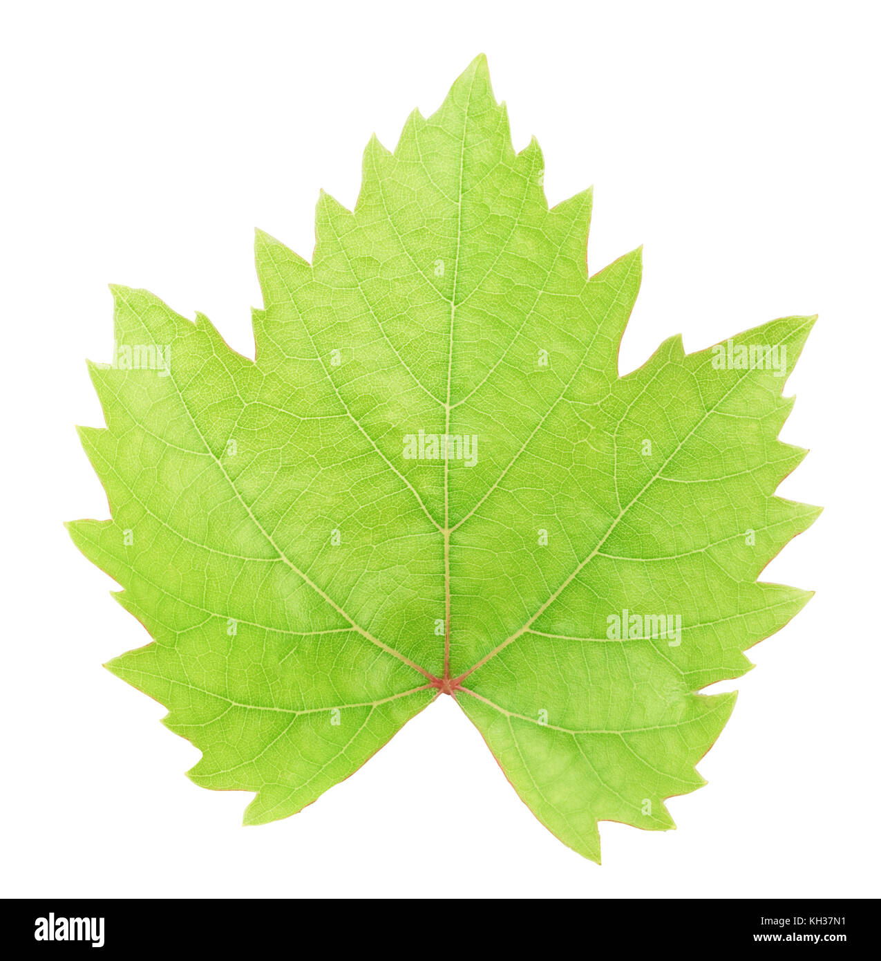 Fresh green grape leaf isolated on white background with clipping path ...