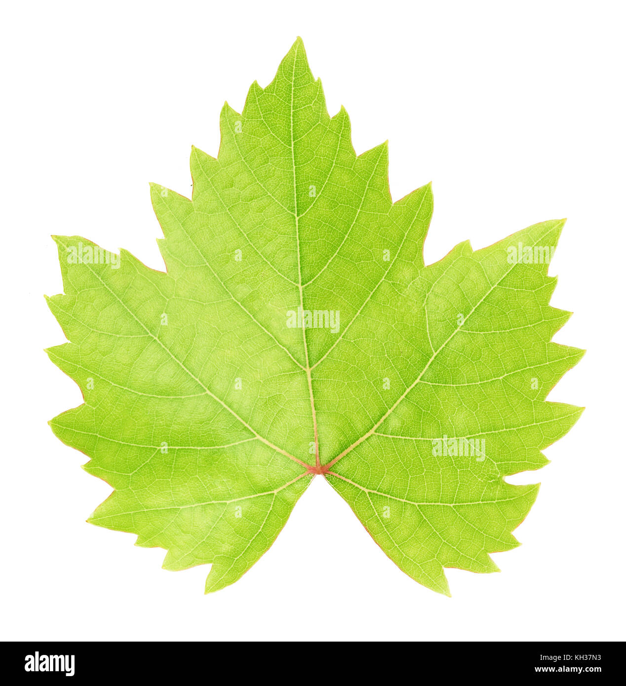 Fresh green grape leaf isolated on white background with clipping path ...