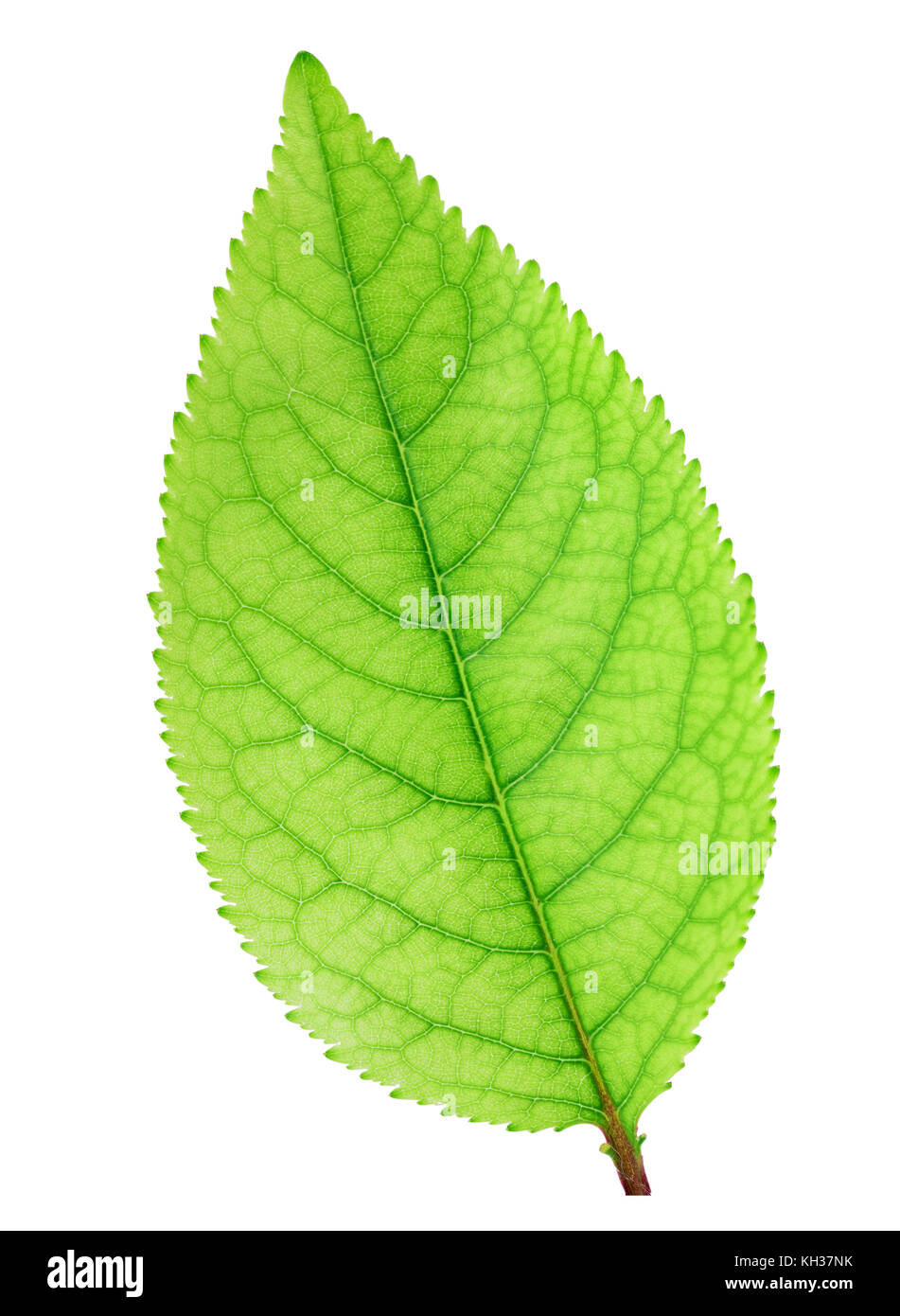 Fresh green apple leaf isolated on white background with clipping path ...