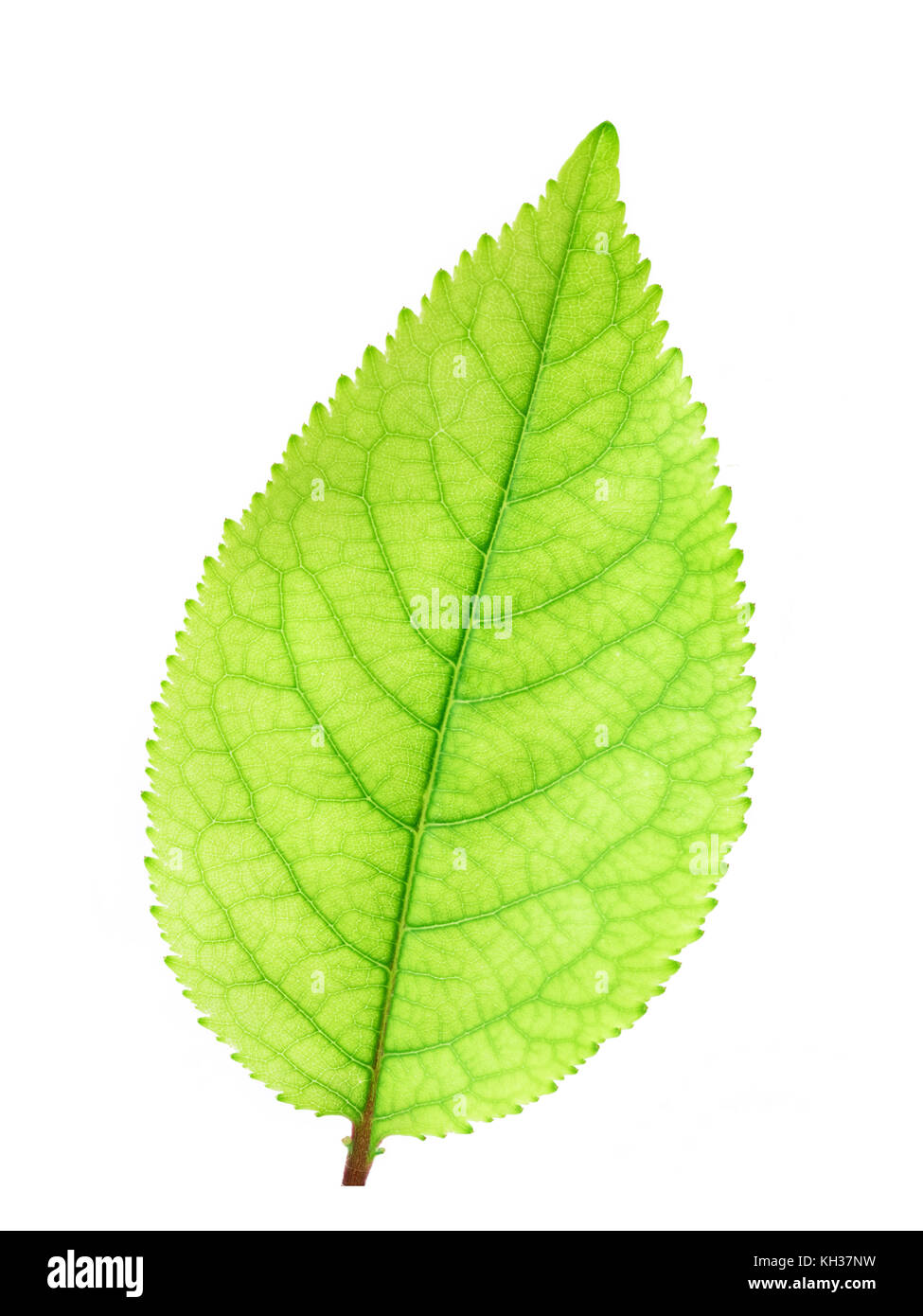 Fresh green apple leaf isolated on white background with clipping path ...
